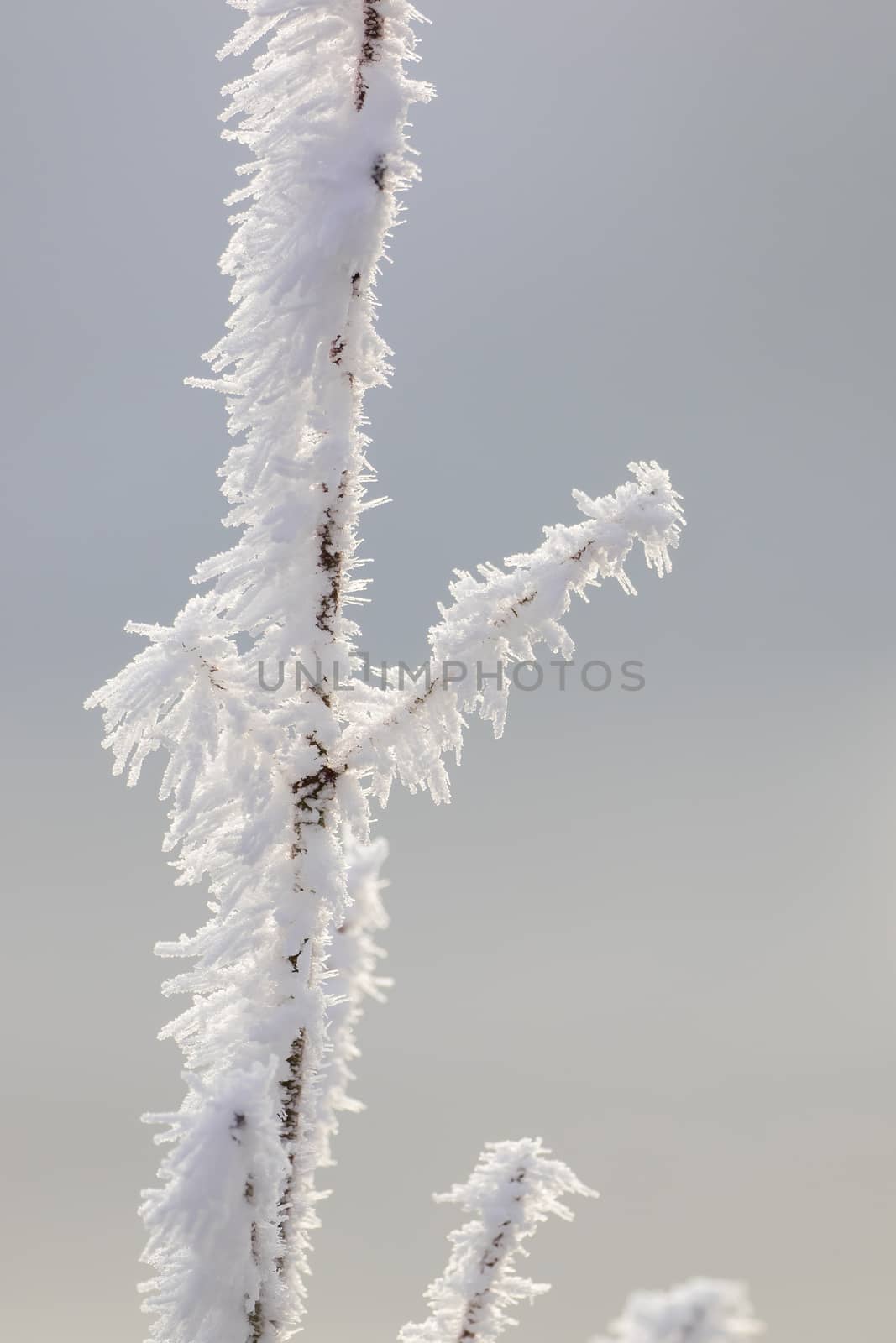 A frosty branch covered with snow by sandra_fotodesign
