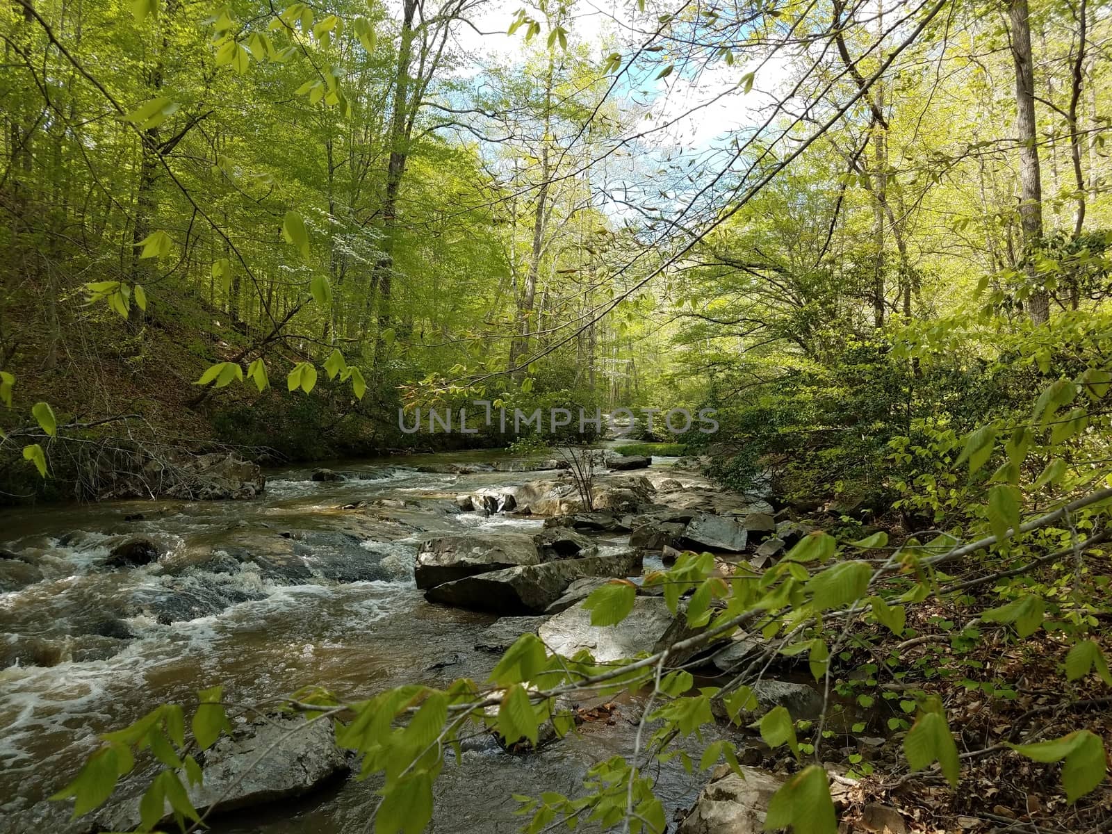 river or stream with rocks and trees in forest or woods