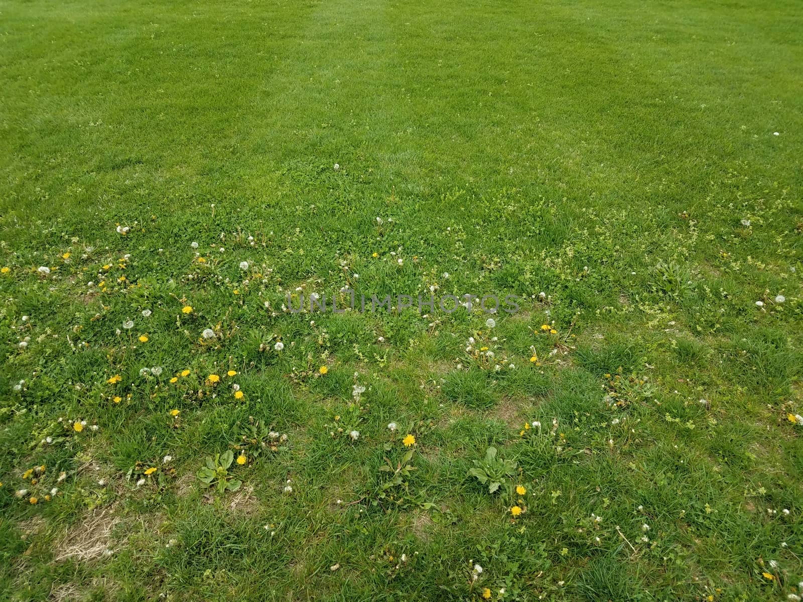 green grass yard or lawn with various weeds and dandelions