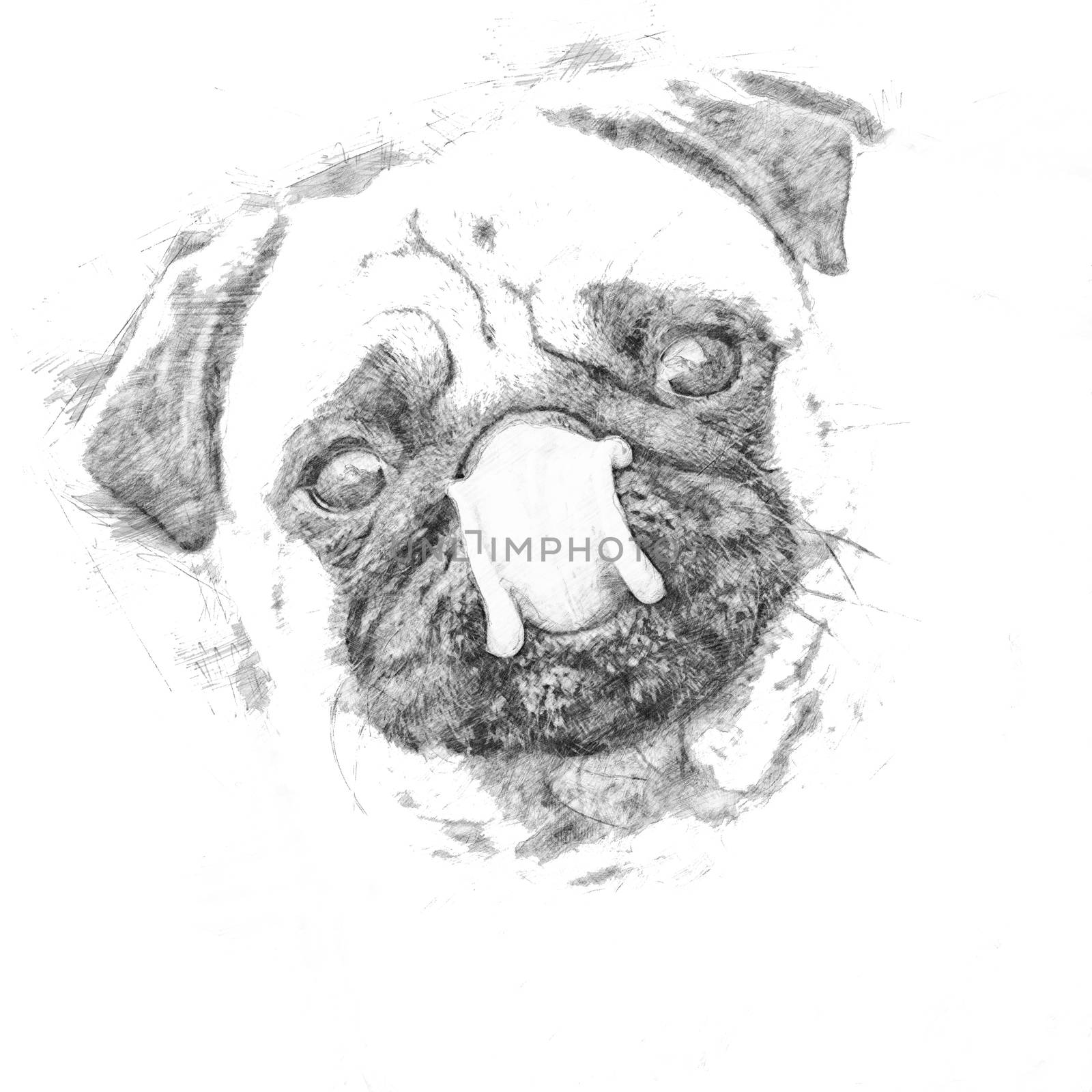Little pug looks into the camera and shows his tounge - Sketch s by sandra_fotodesign