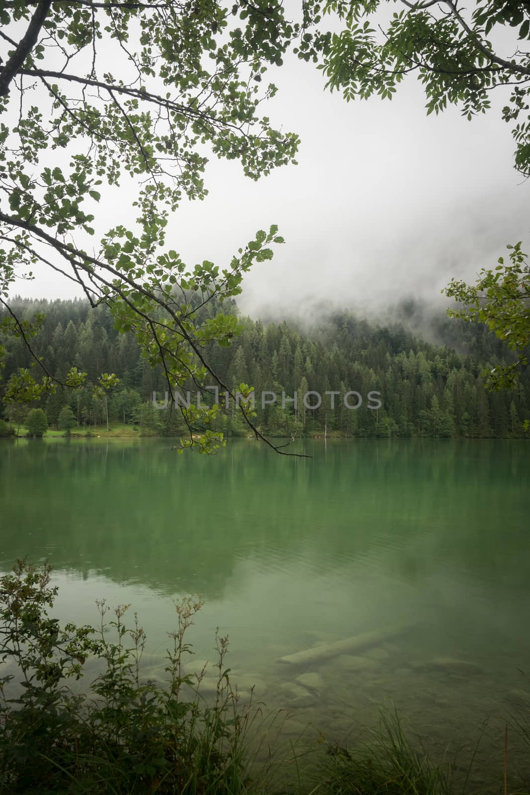 Nature shot at the Gleinkersee in Austria by sandra_fotodesign