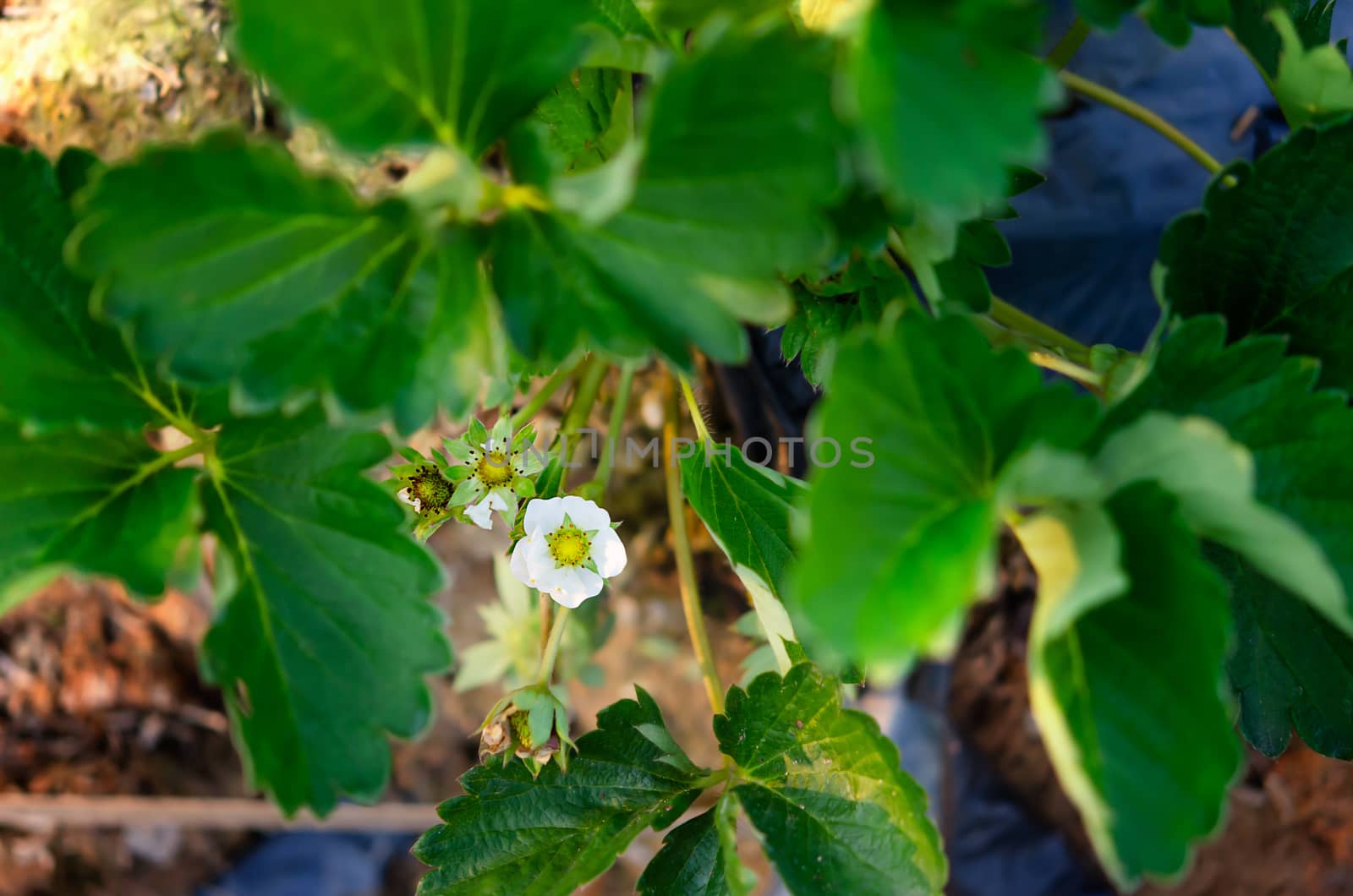 Wild strawberry blossoming - macro shot of a flower