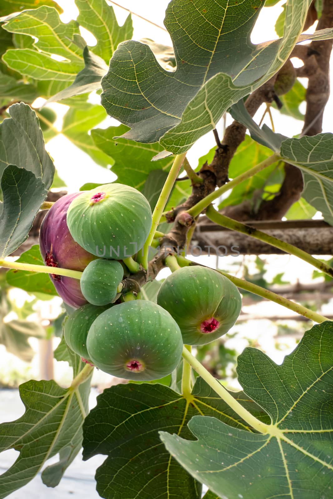 Fresh Figs fruit   by rakratchada