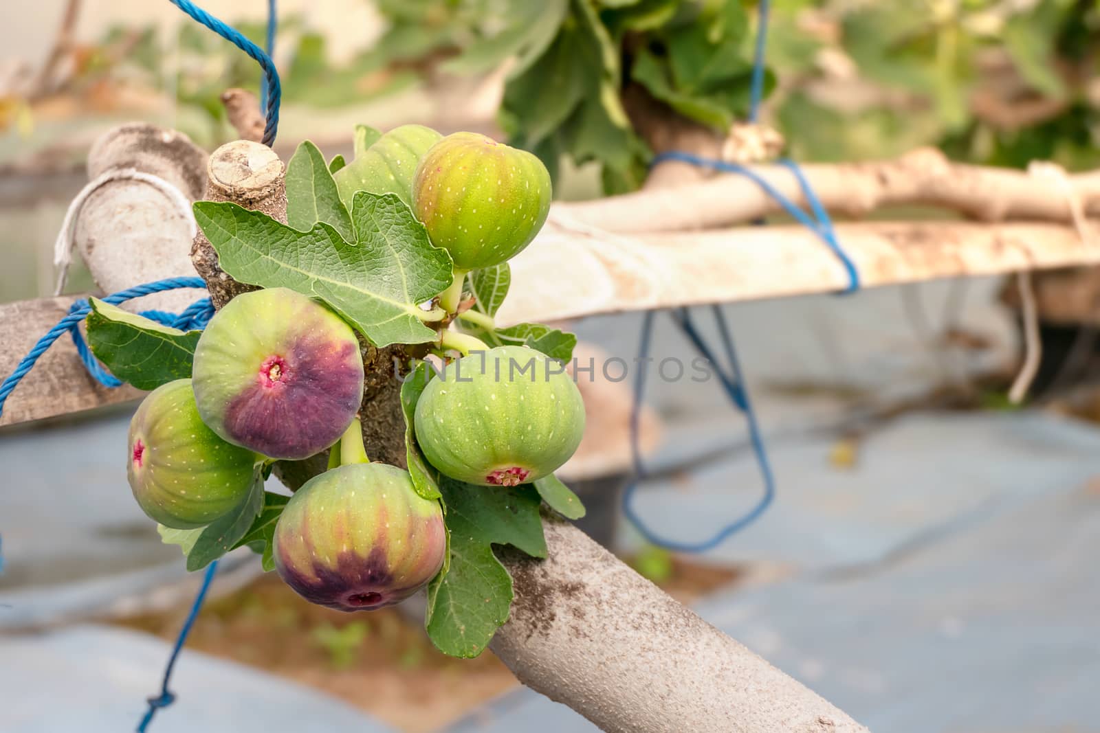 Fresh Figs fruit  hanging on the branch of tree