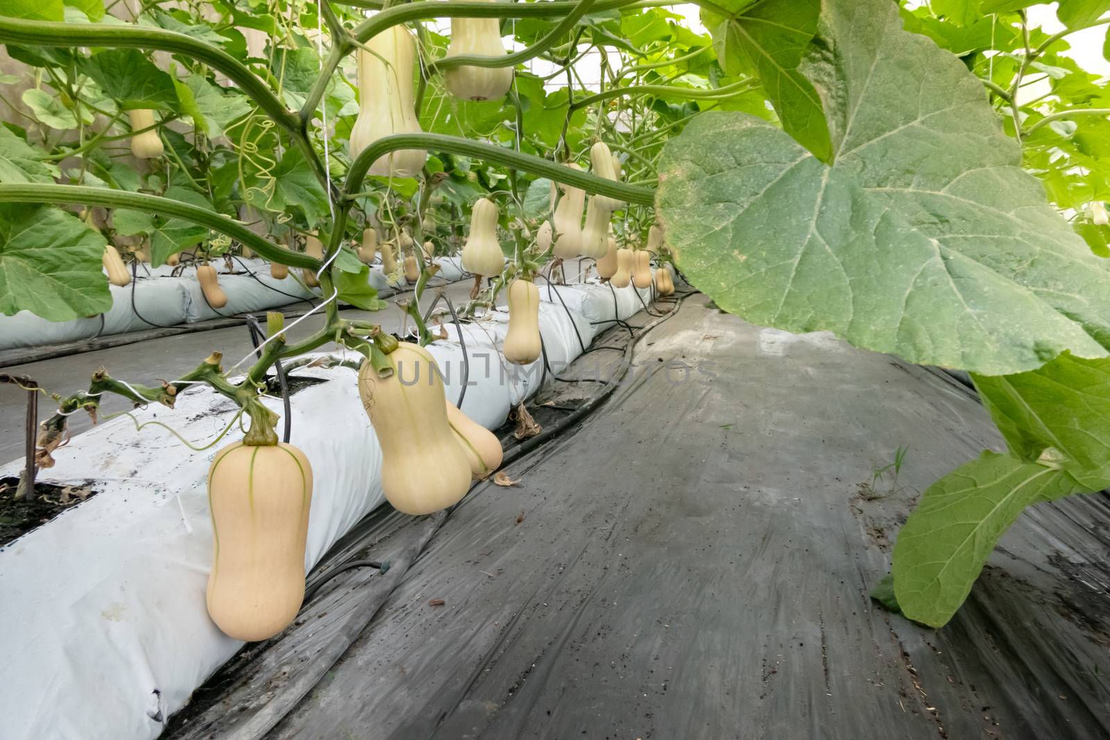 Butternut squash  hanging on the tree  and growing in the green garden