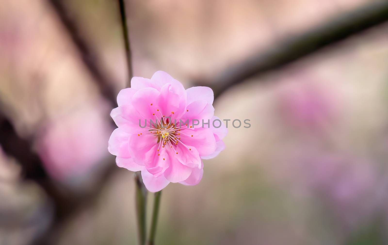 pink chinese plum flower by rakratchada