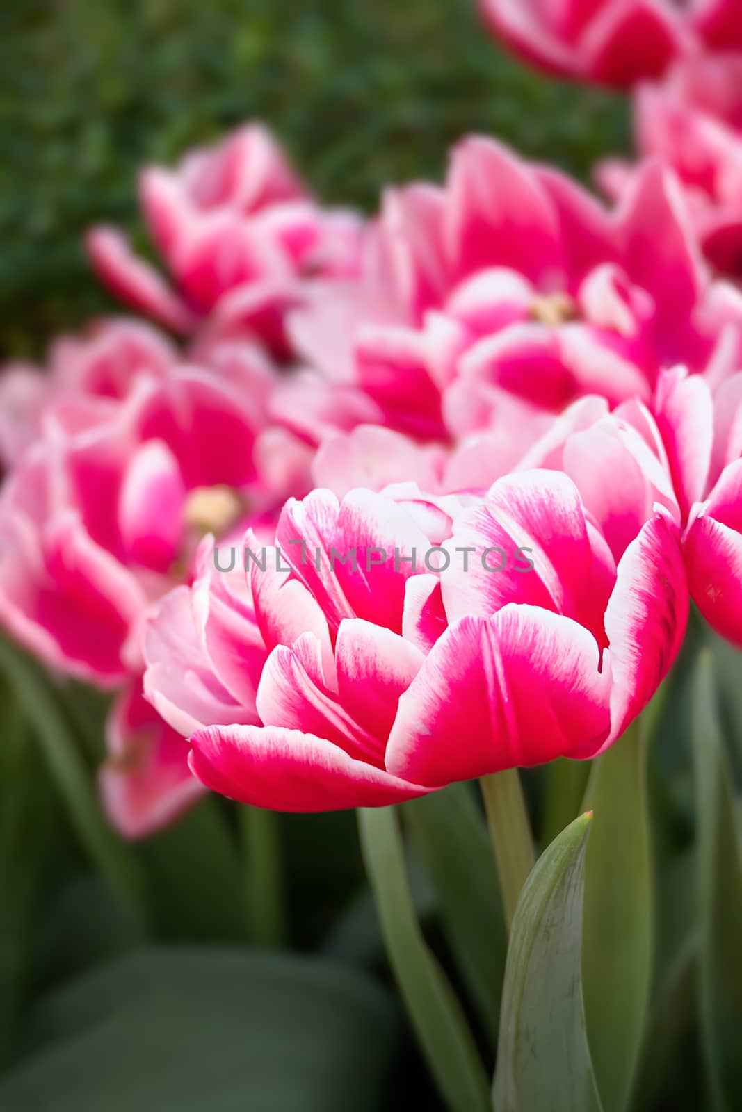 Beautiful pink tulips flower with green leaves grown in garden