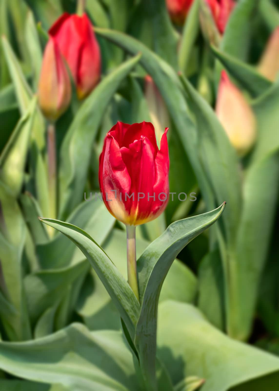 Beautiful red tulips flower with green leaves grown in garden