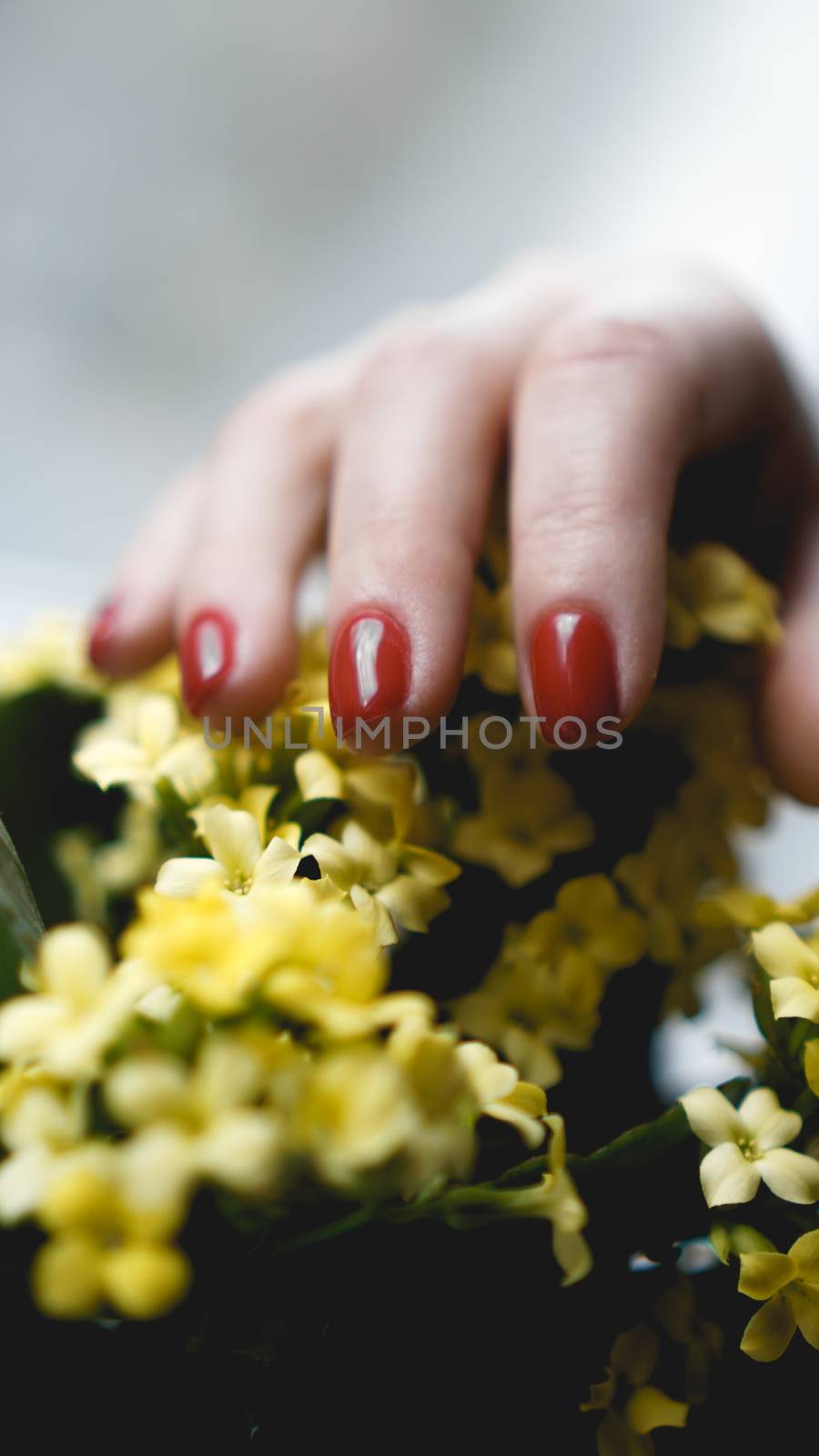 Red nails and yellow flowers. Beautiful composition of vivid colors. Groomed and healthy womans hands.
