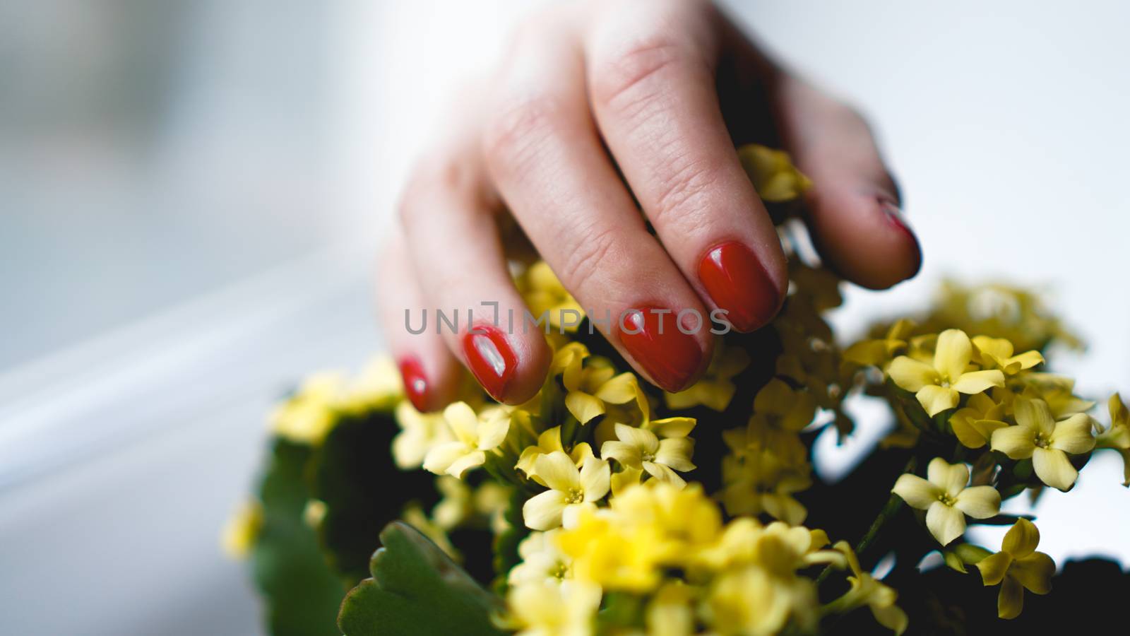 Red nails and yellow flowers. Beautiful composition of vivid colors by natali_brill