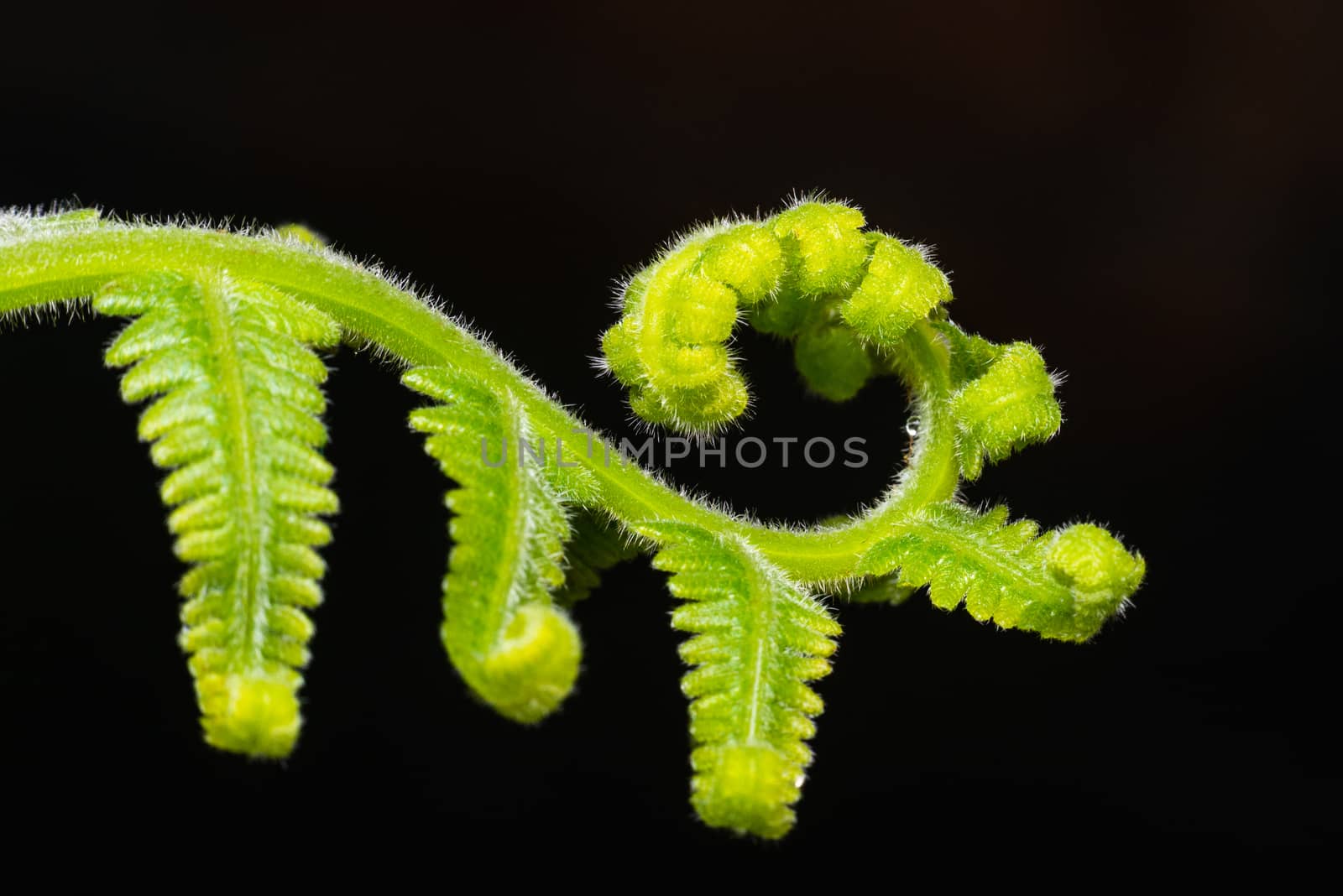 Macro shot of young fern leave on dark background