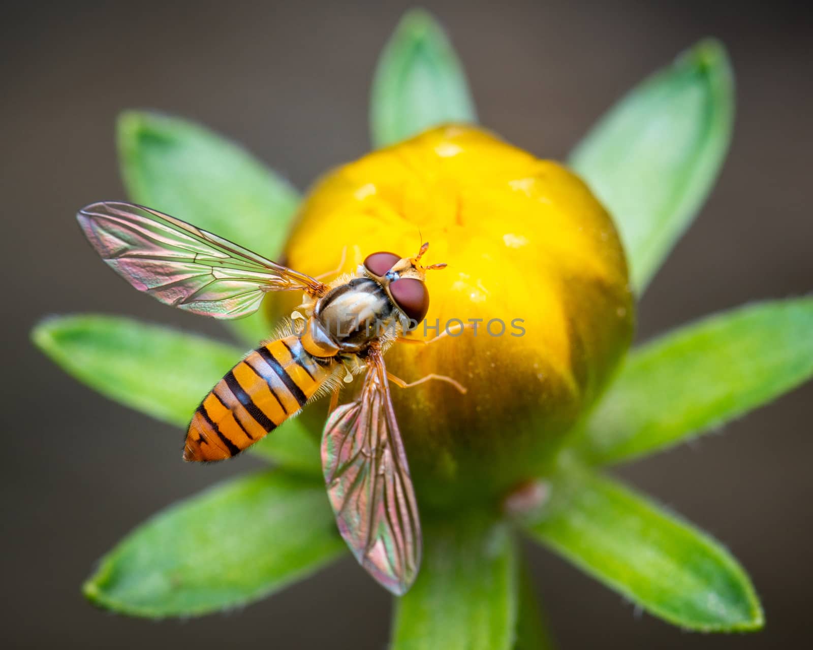 Macro shot of a bee on a flower bud