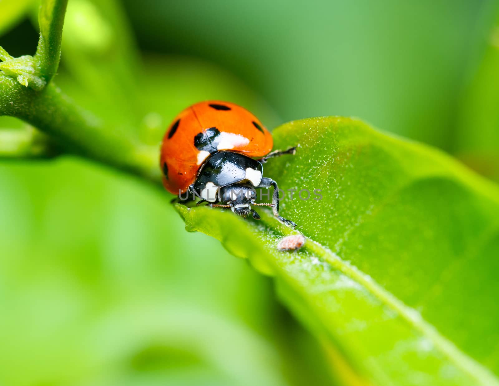 Macro shot of a ladybird on a leaf