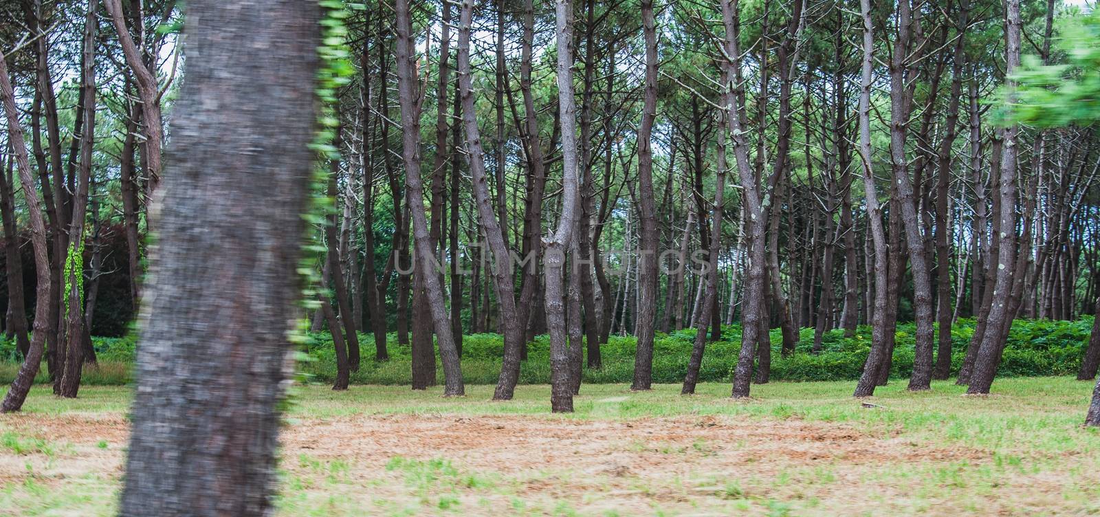 dense pine forest with bushes in the vicinity of Carnac in France