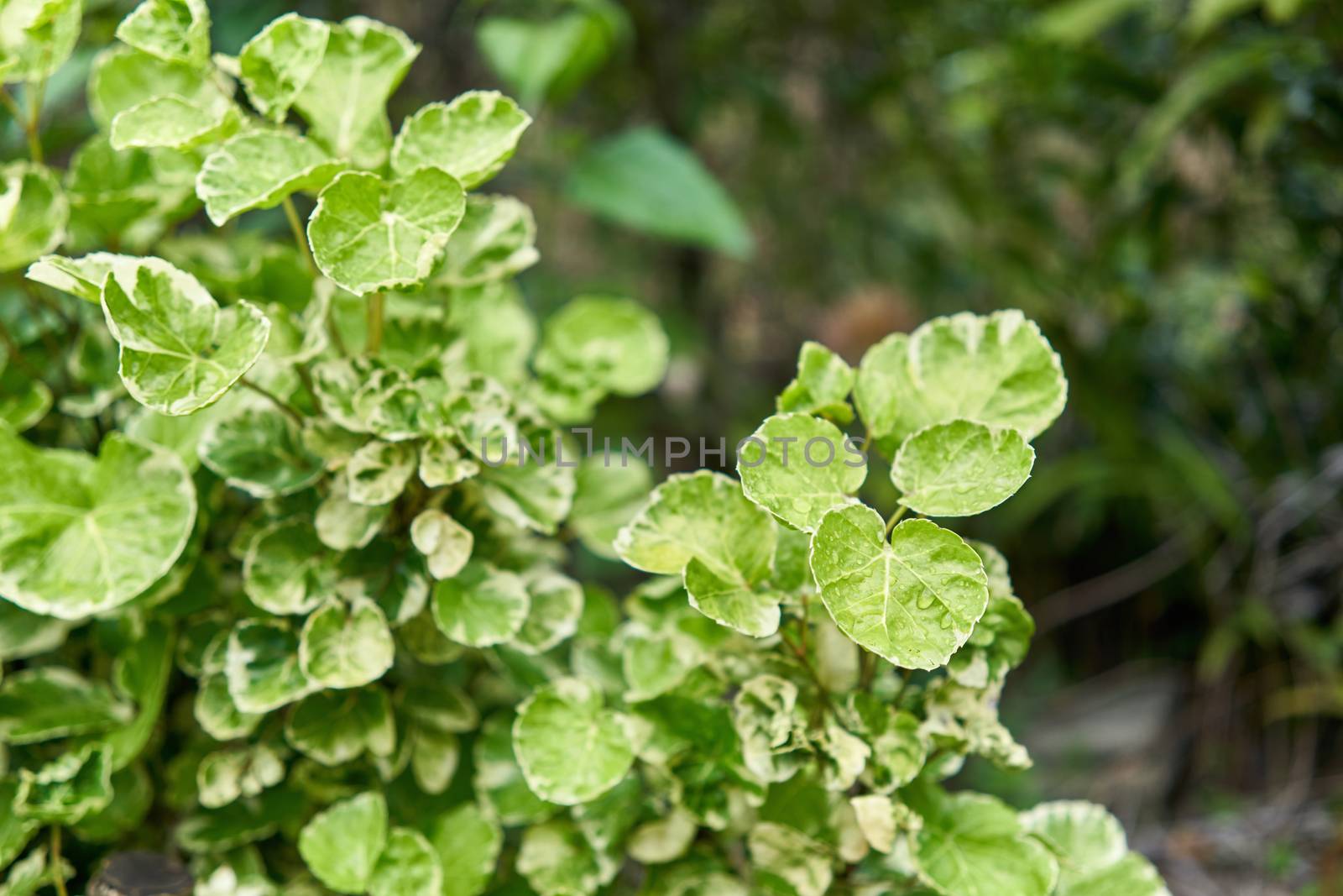 Close up green leaves of Polyscias scutellaria and water drop by eaglesky