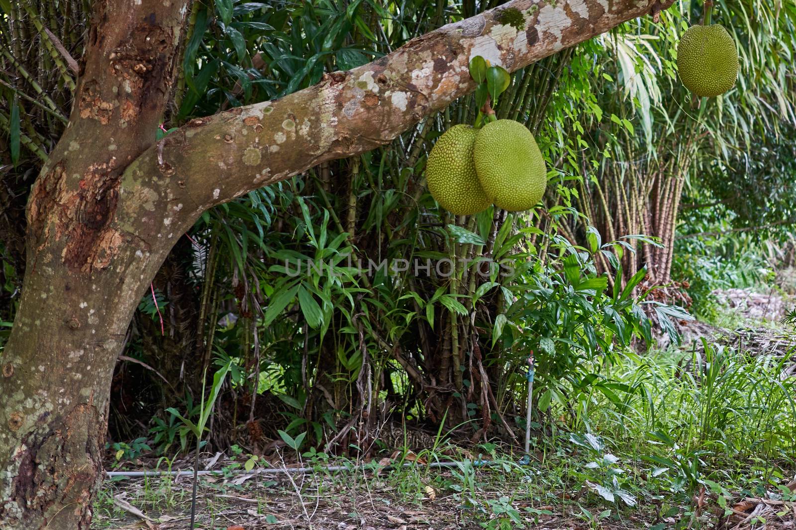 Green jackfruit on tree and Salacca zalacca tree as background in garden.