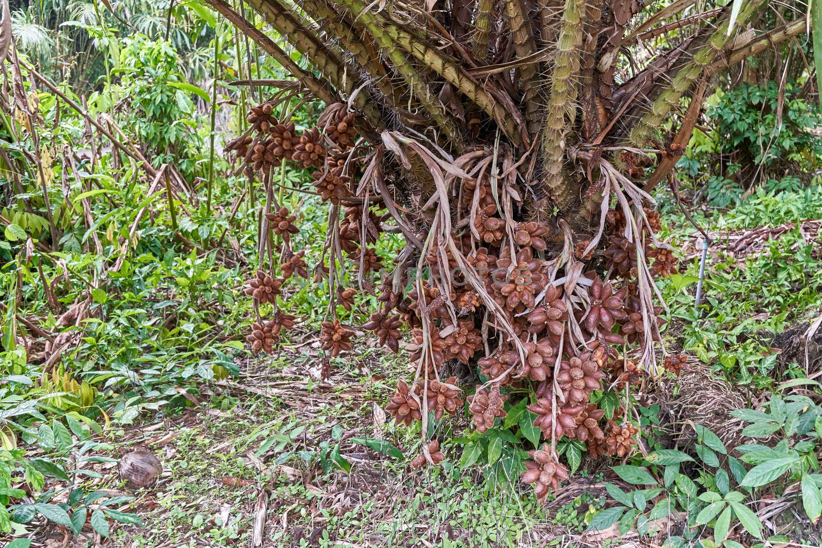 Red Salacca zalacca with thorn and green plant in garden by eaglesky