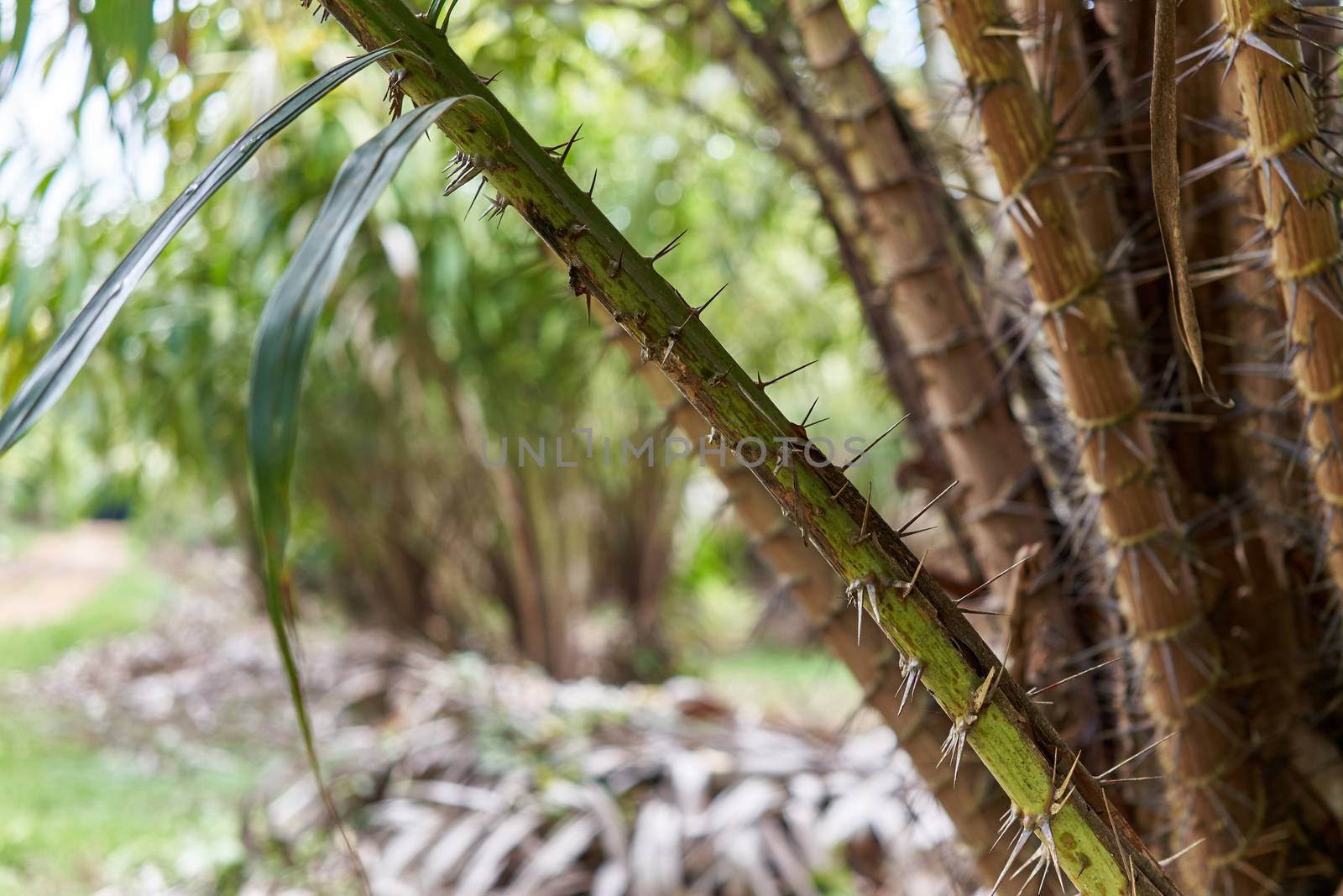 Thorn of Salacca zalacca with blur green leaves with boken as background and copy space. 