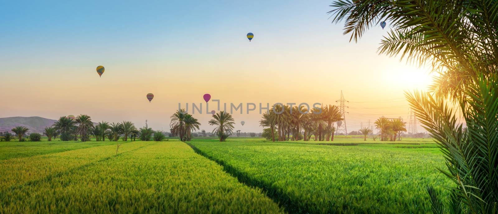 Luxor, Egypt hot air balloons rising at sunrise over a green oasis in the desert