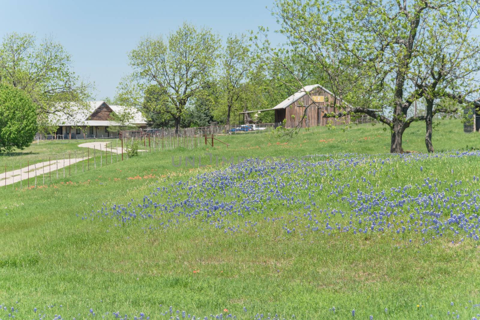 Springtime in North Texas with Bluebonnet wildflower blossom near farm ranch with barns