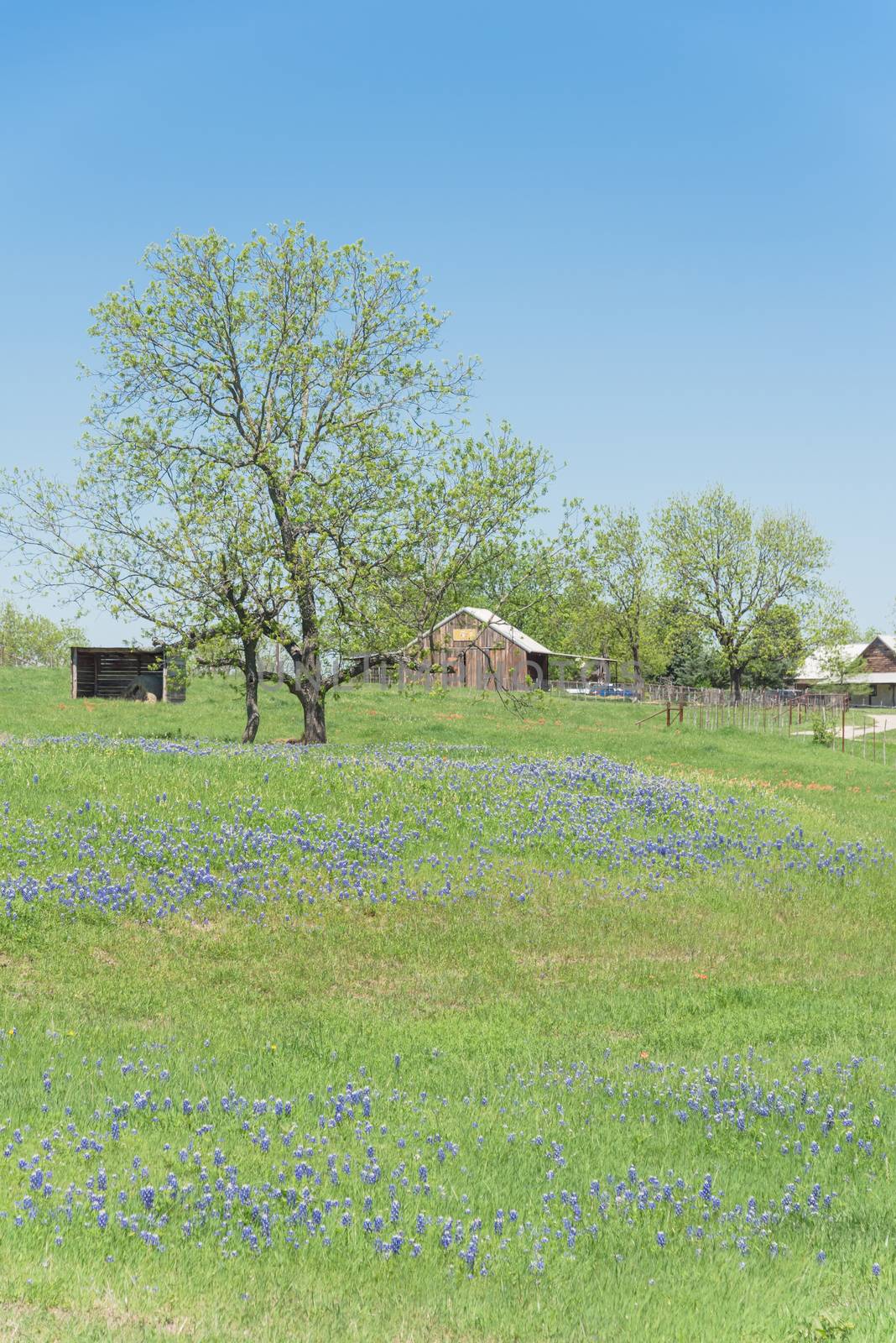 Bluebonnet blossom in countryside Texas with farm barns by trongnguyen