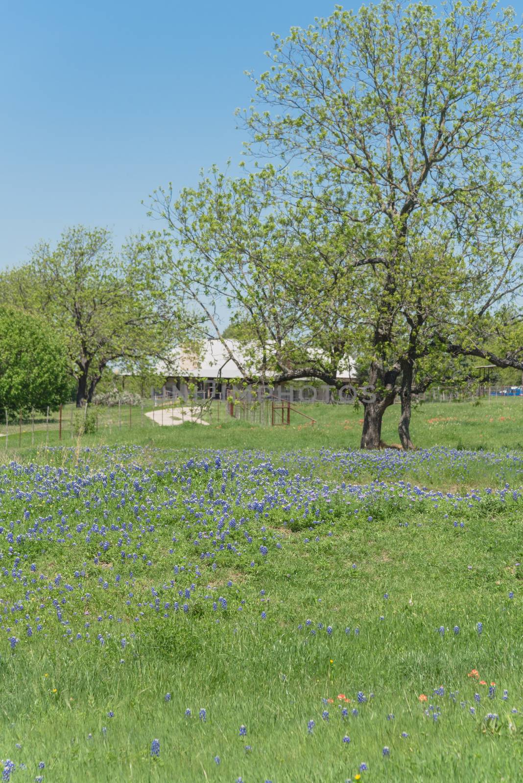 Scenic rural landscape from Bristol, Texas during springtime with blossom Bluebonnet wildflower