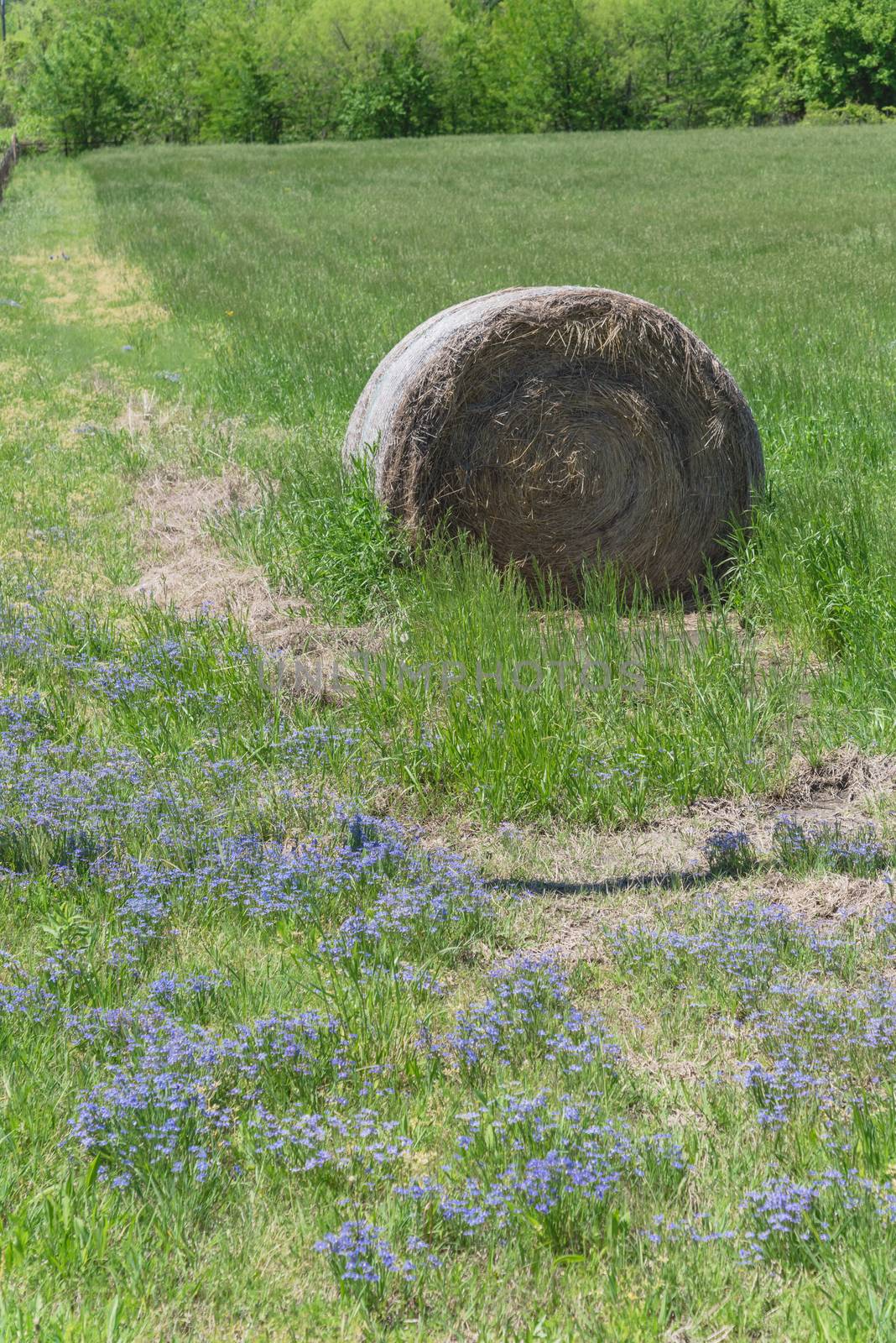 Wildflower blooming and bale hay at local farm in rural Texas by trongnguyen