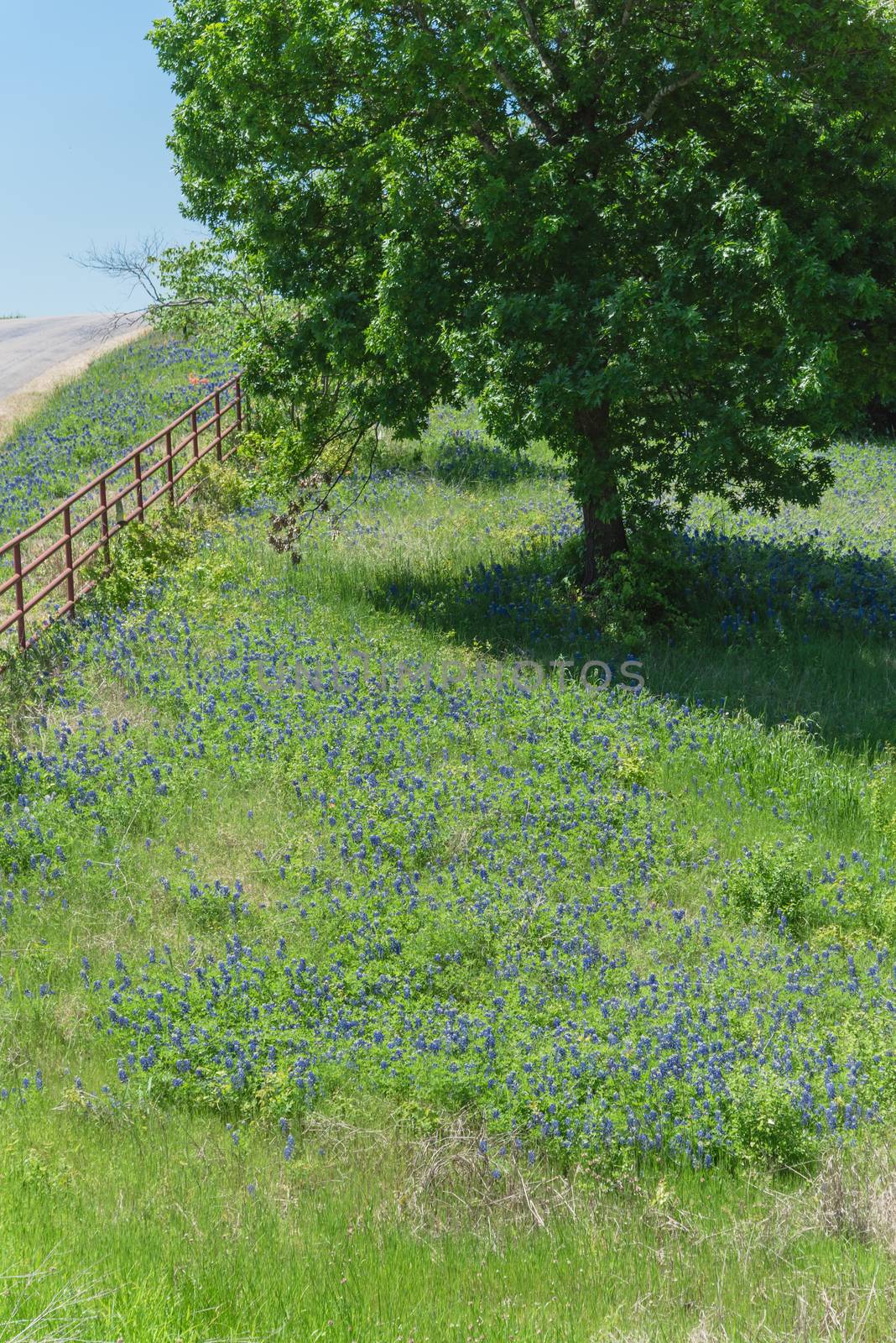 Blossom Bluebonnet in rural landscape of Texas countryside by trongnguyen