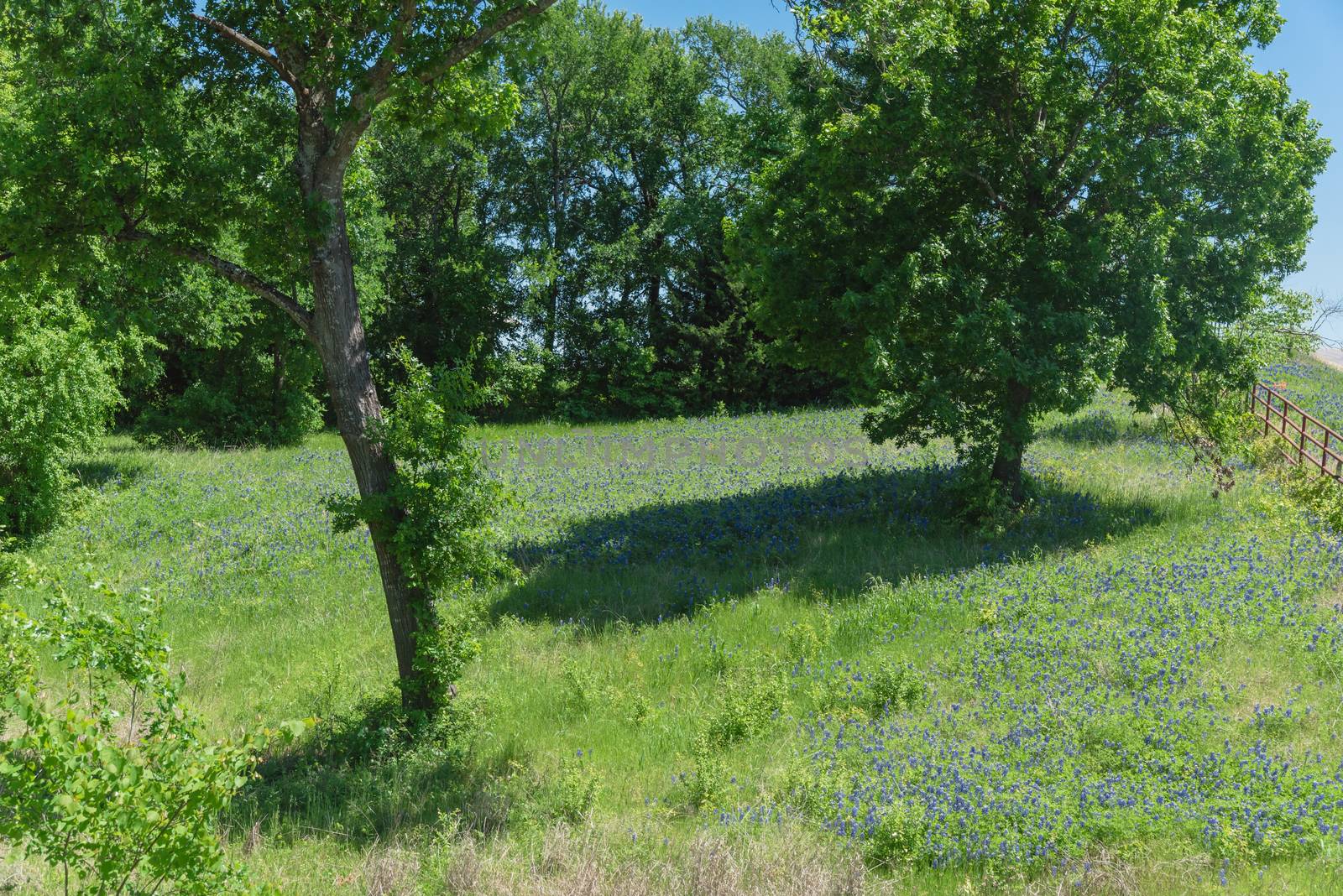 Scenic rural landscape from Bristol, Texas during springtime with blossom Bluebonnet wildflower