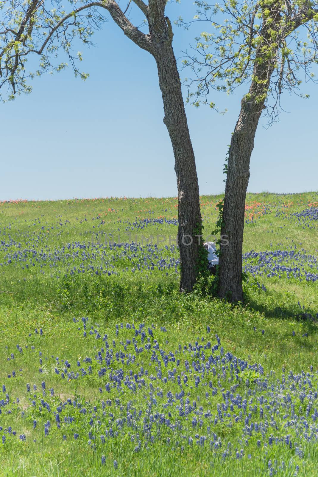 Blossom Bluebonnet in rural landscape of Texas countryside by trongnguyen