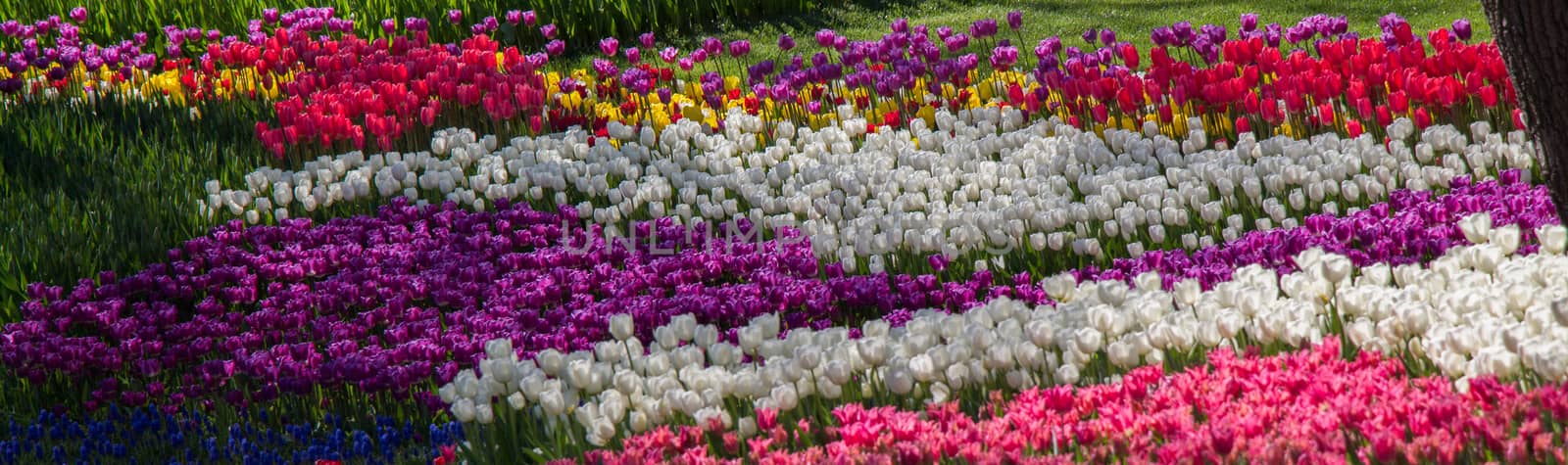 Tulip Flowers Blooming in Spring Season