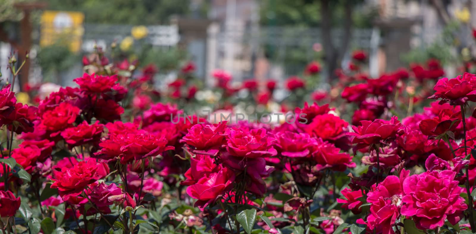 Blooming beautiful colorful roses in the garden by berkay