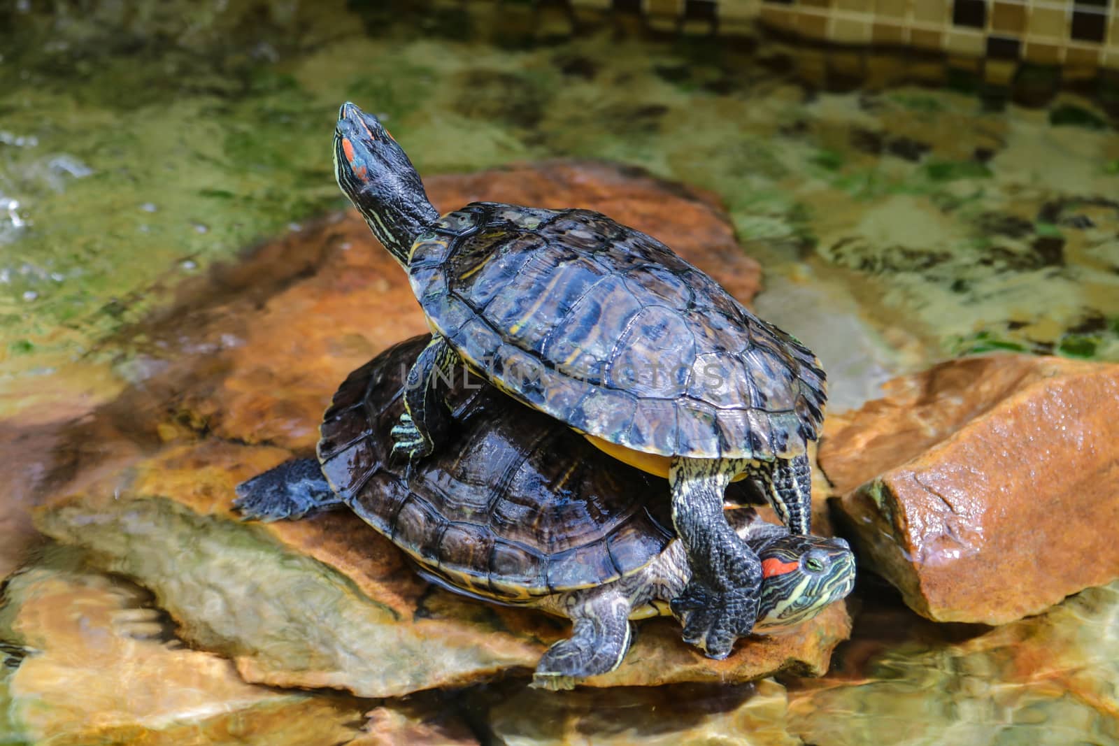 Trachemys scripta elegans. Decorative red-eared turtles are sitting on the rocks in an artificial reservoir. Shallow depth of field. by kip02kas