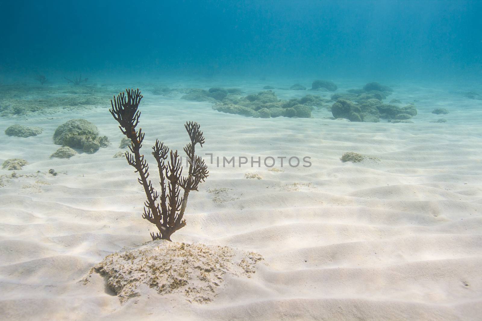 single plexaura homomalla growing at the bottom of the Caribbean sea