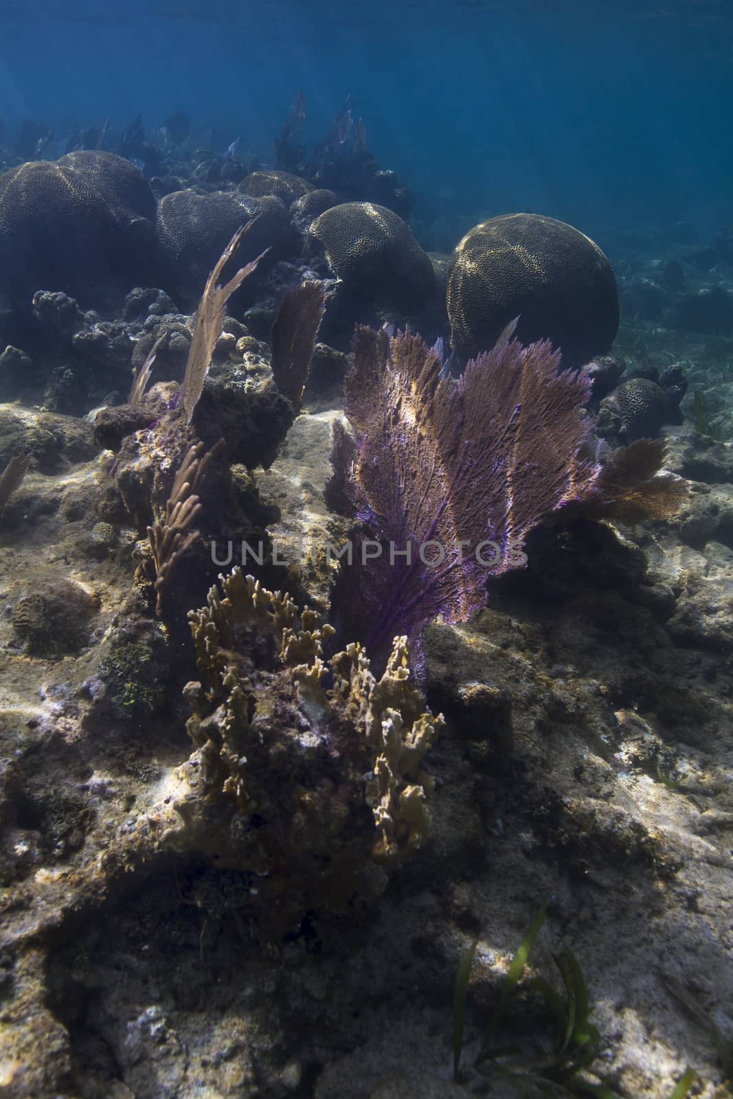 Multiple species of coral in a reef