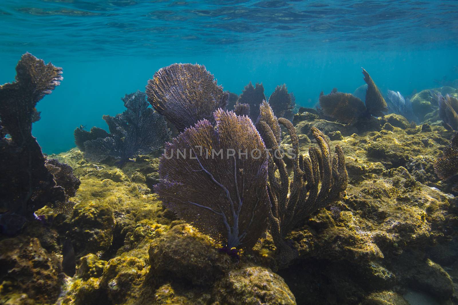 Shallow reef off the shore of Roatan