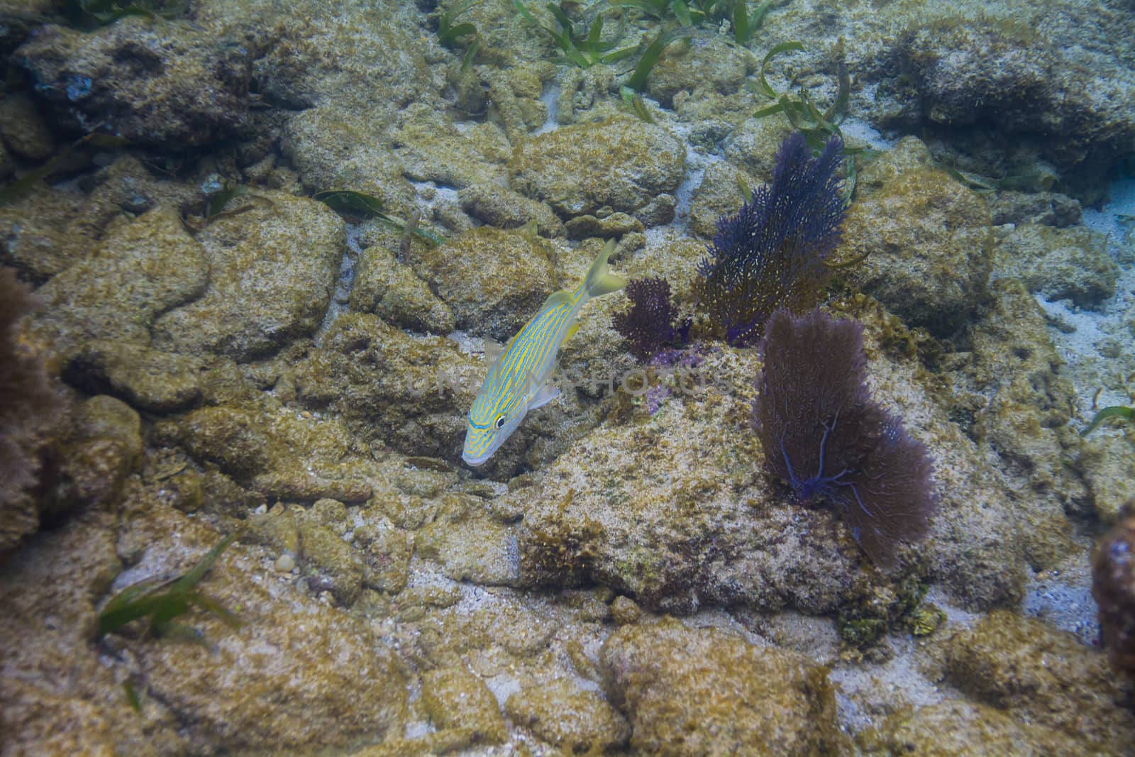 Haemulon flavolineatum swimming over a reef off the shore of Roatan