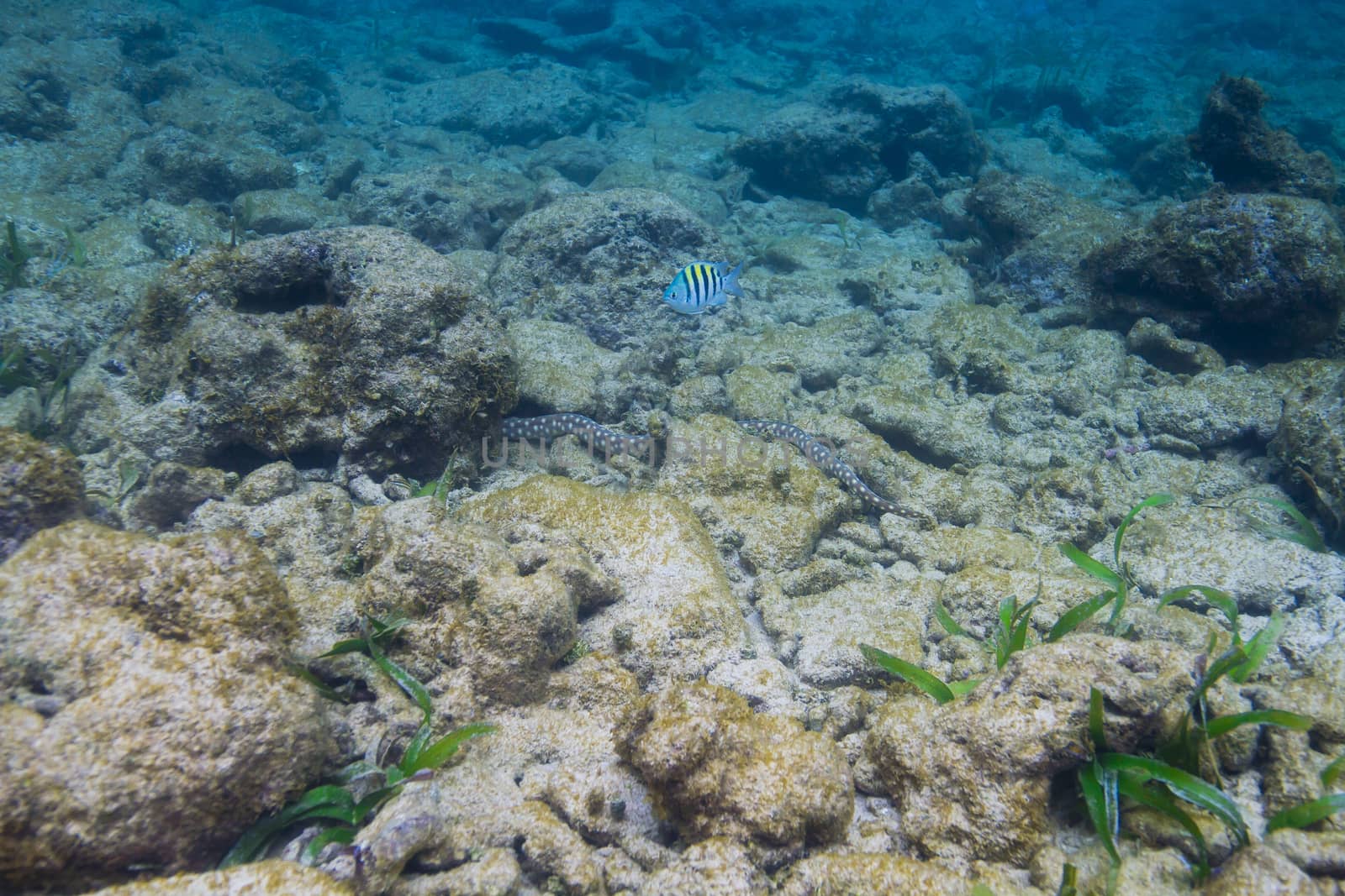 Single surgon major swimming over an eel fish