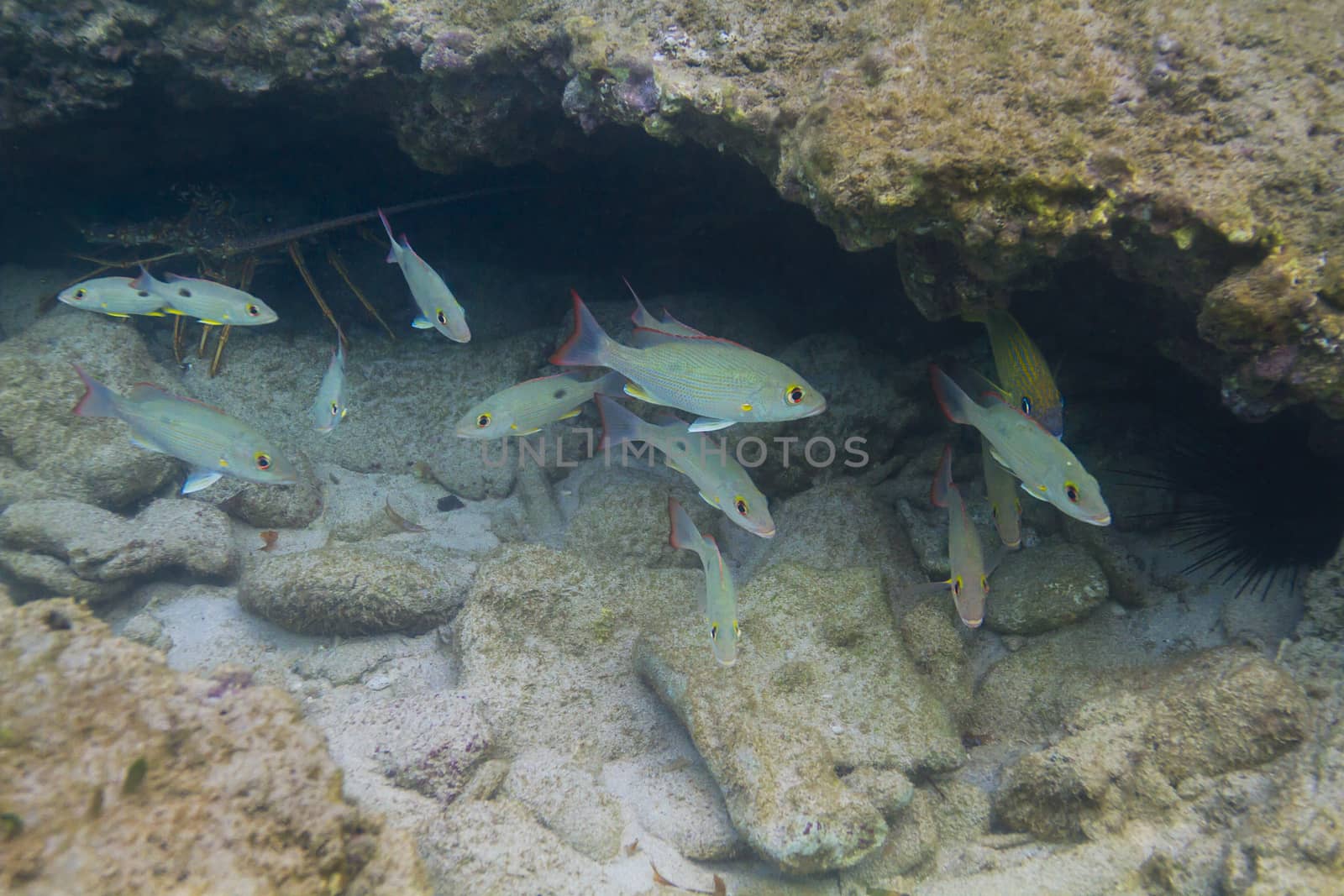 School of juvenile mahogany snapper swimming under a rock