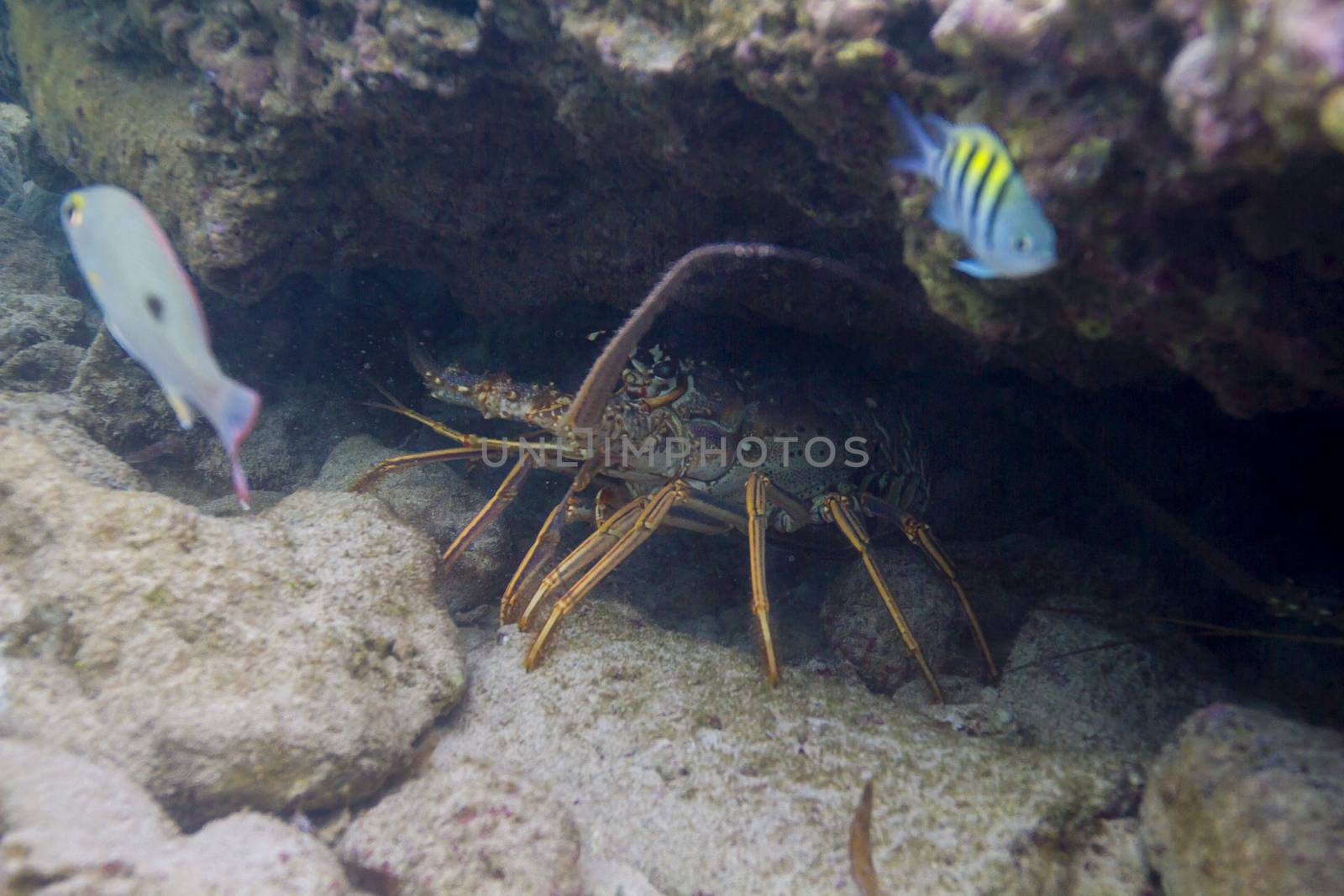 Caribbean Spiny hidding in a crevace under water  