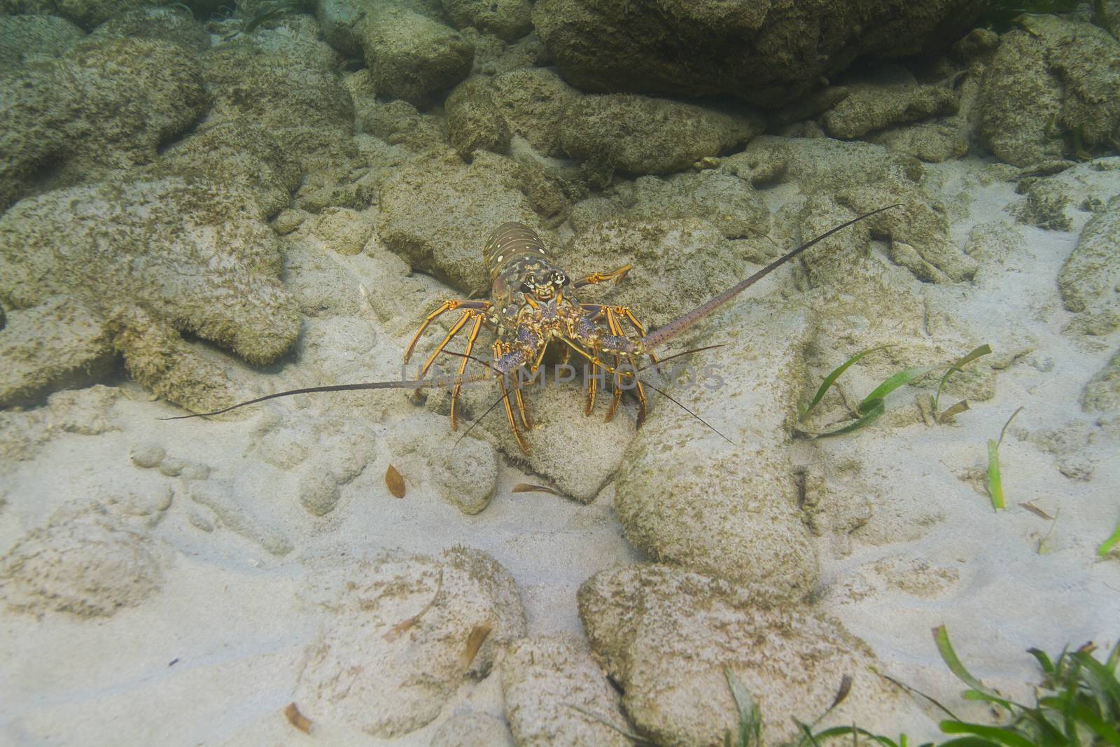 Panulirus argus lobster walking accross ocean floor