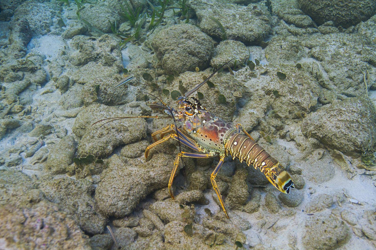 Panulirus argus resting on rocks at the bottom of the ocean