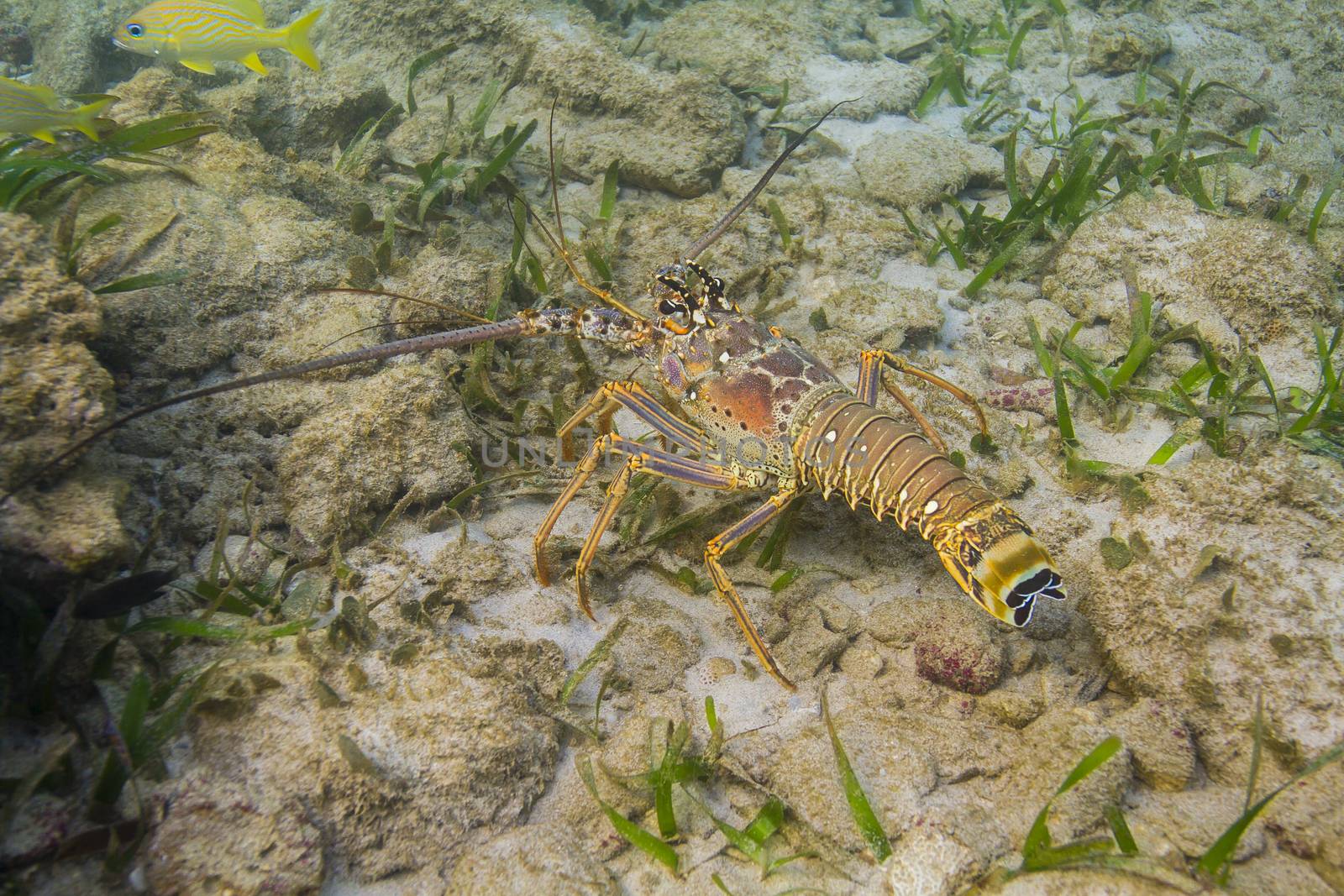 Panulirus argus lobster walking across rocks and algea