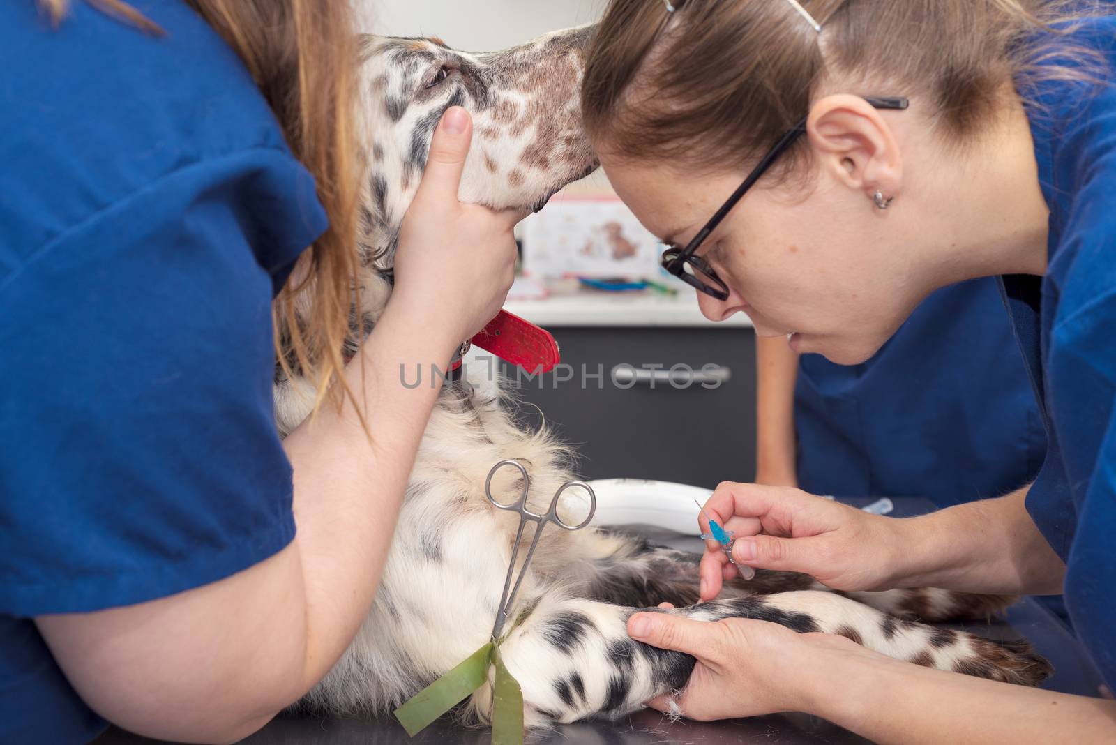 Veterinary place an intravenous line in a dog by HERRAEZ