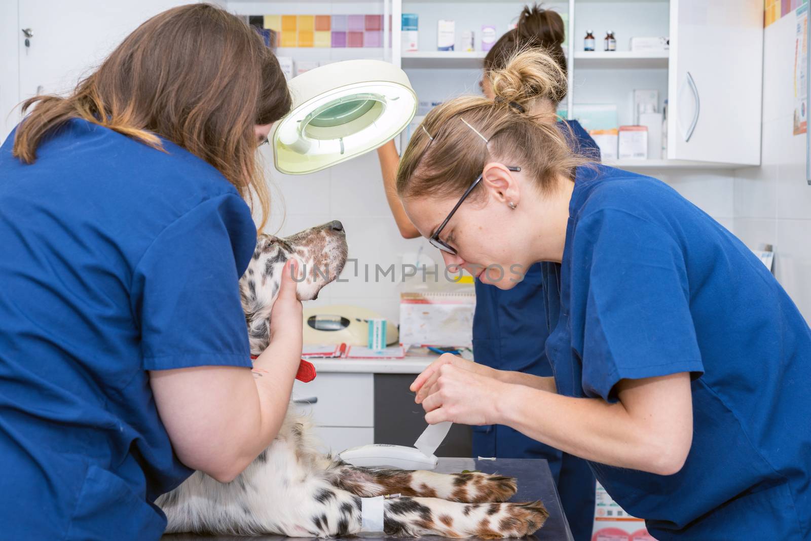Veterinary team places sterile bandage in dog paw