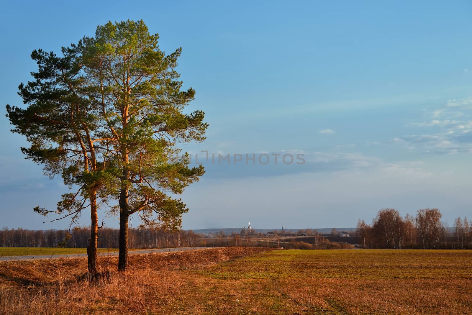 Sunset panorama in a field with a road and a tree in Russia