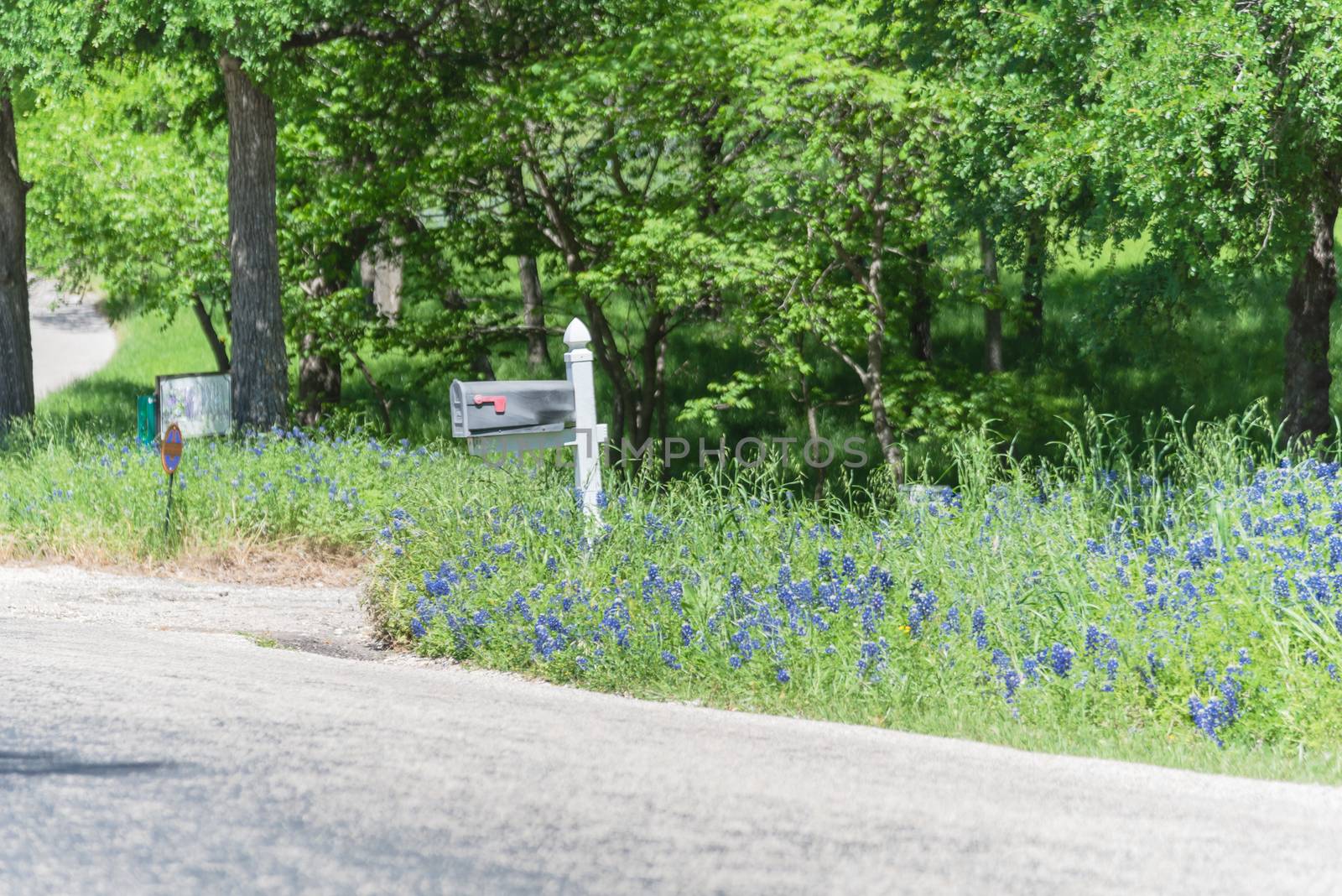 Mailbox with Bluebonnet blossom in springtime, rural scene in Texas, USA countryside