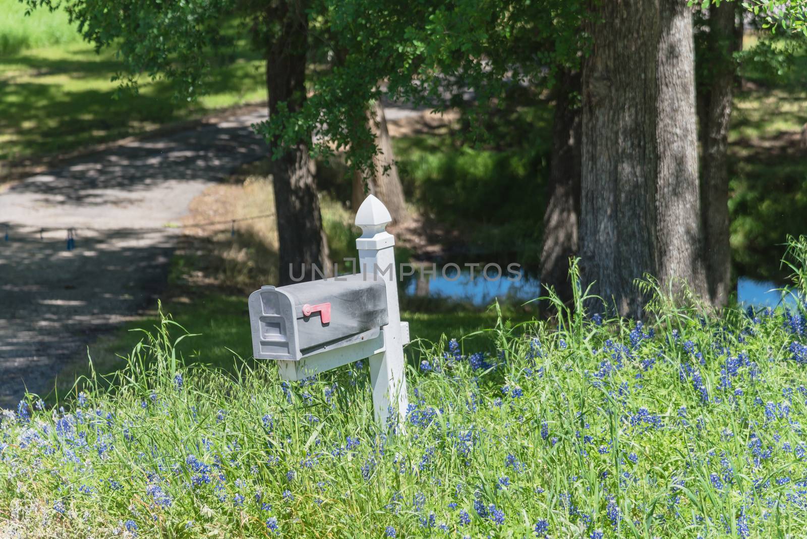 Mailbox with Bluebonnet blossom in springtime, rural scene in Texas, USA countryside