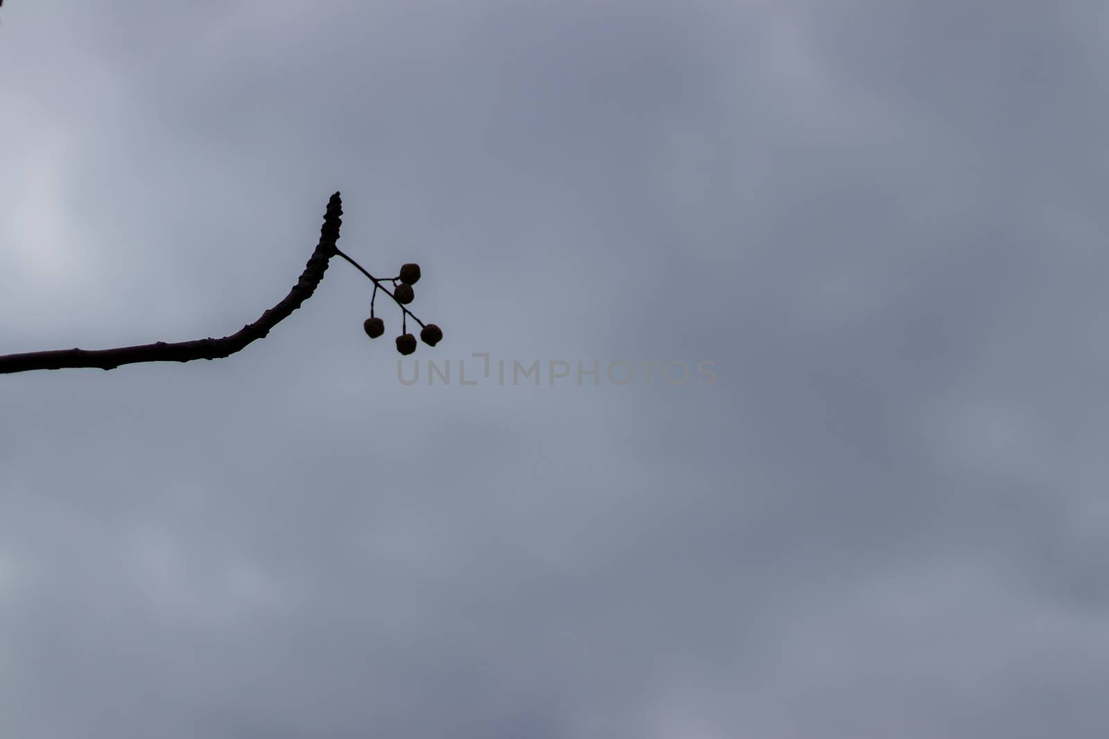 cute flower and branche in shadow under gray sky. photo has taken at izmir/turkey.
