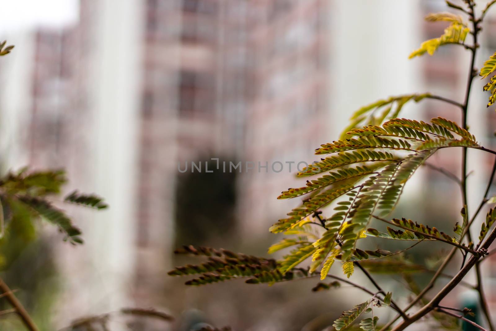 green good looking plants with blurred cityscape as background. photo has taken at izmir/turkey.